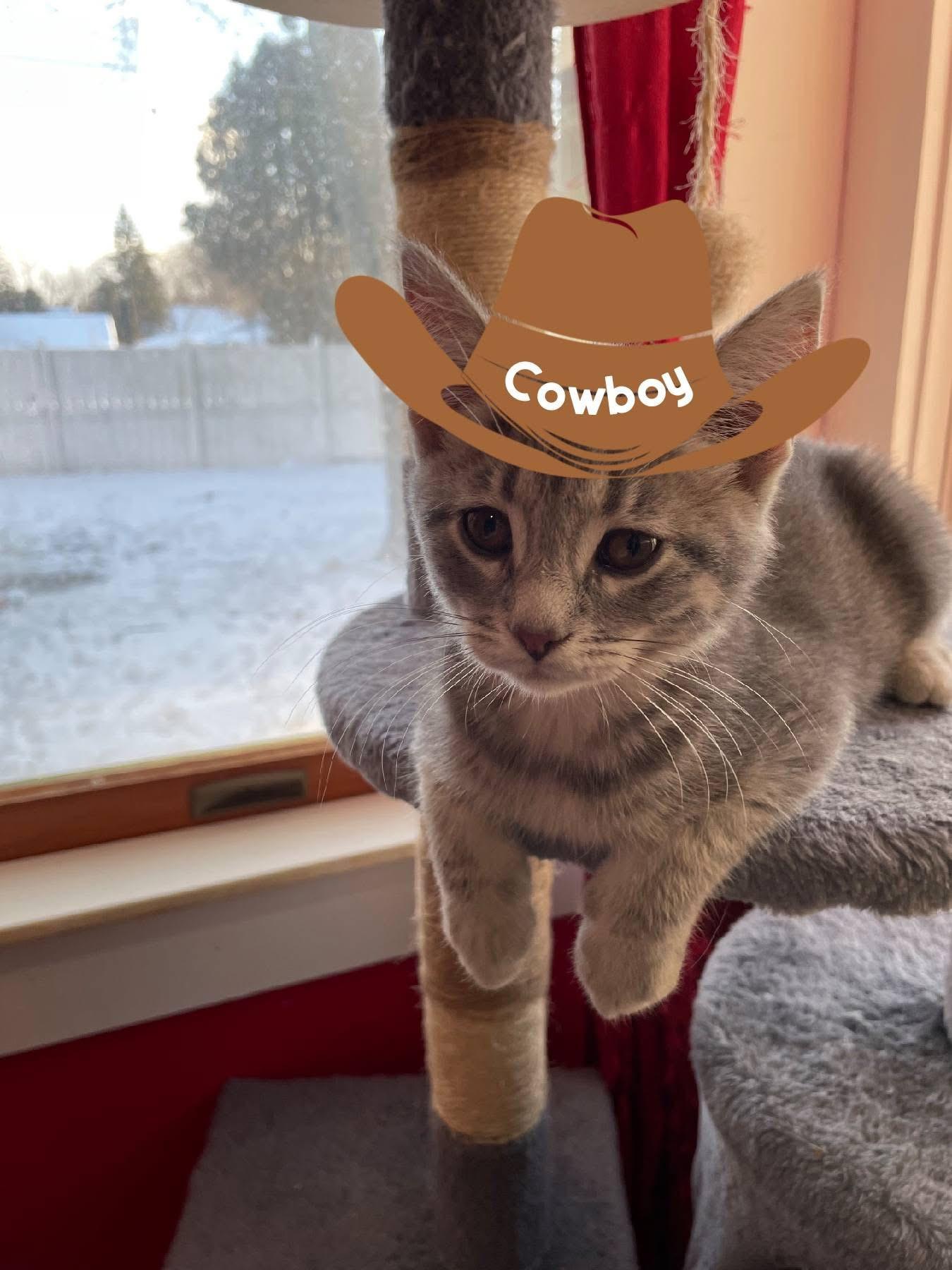 Enlarge Cowboy, a ADOPTABLE Tabby in Saginaw, MI image 1/3