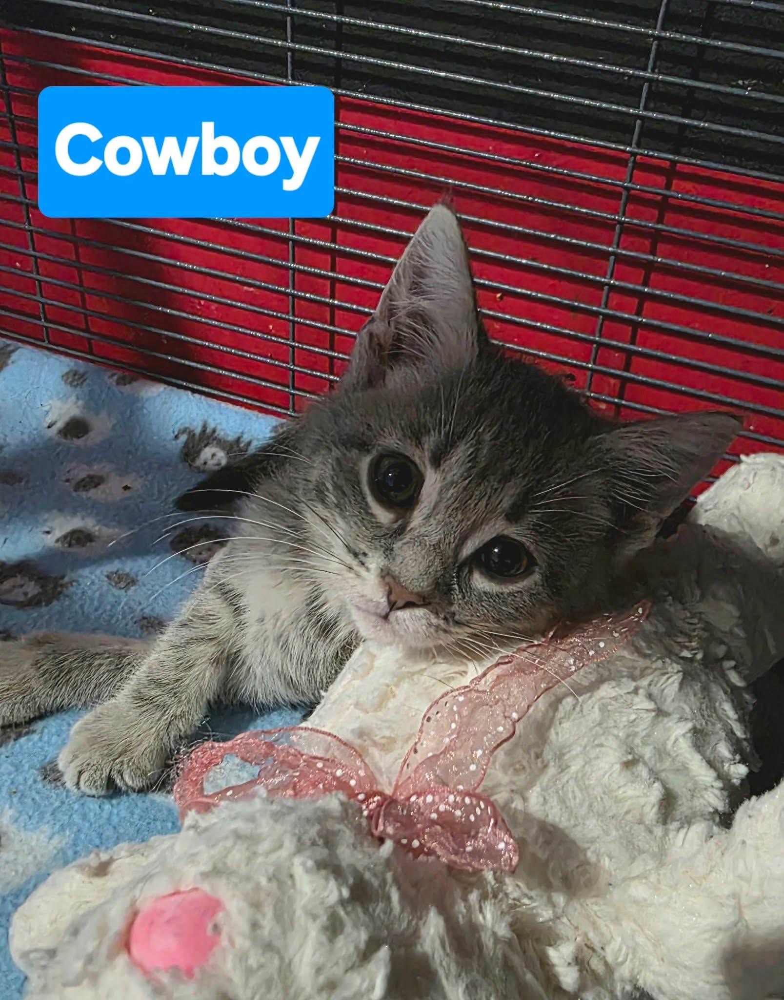 Enlarge Cowboy, a ADOPTABLE Tabby in Saginaw, MI image 2/3