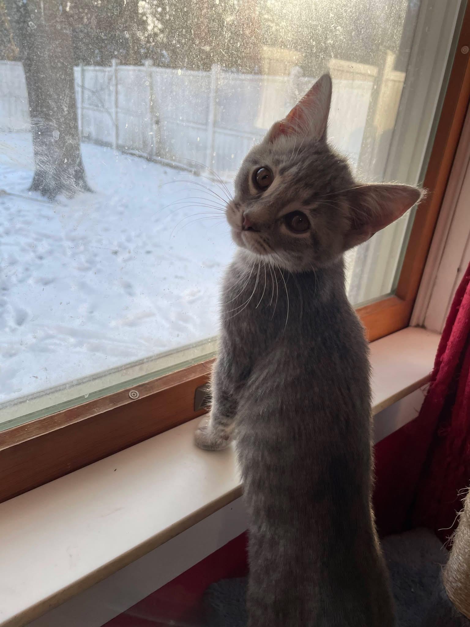Enlarge Cowboy, a ADOPTABLE Tabby in Saginaw, MI image 3/3