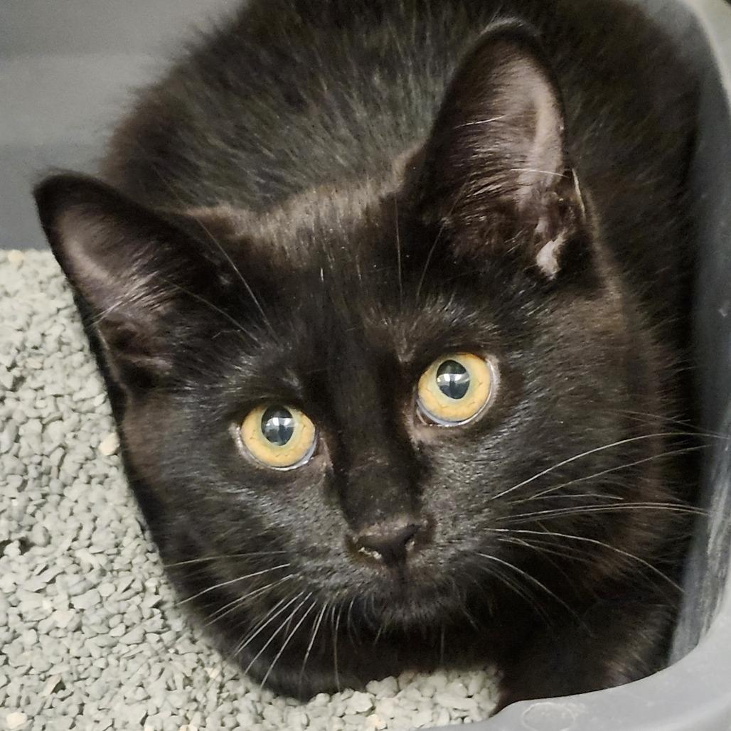 Jupiter, Adoptable, Kitten Female Domestic Short Hair.