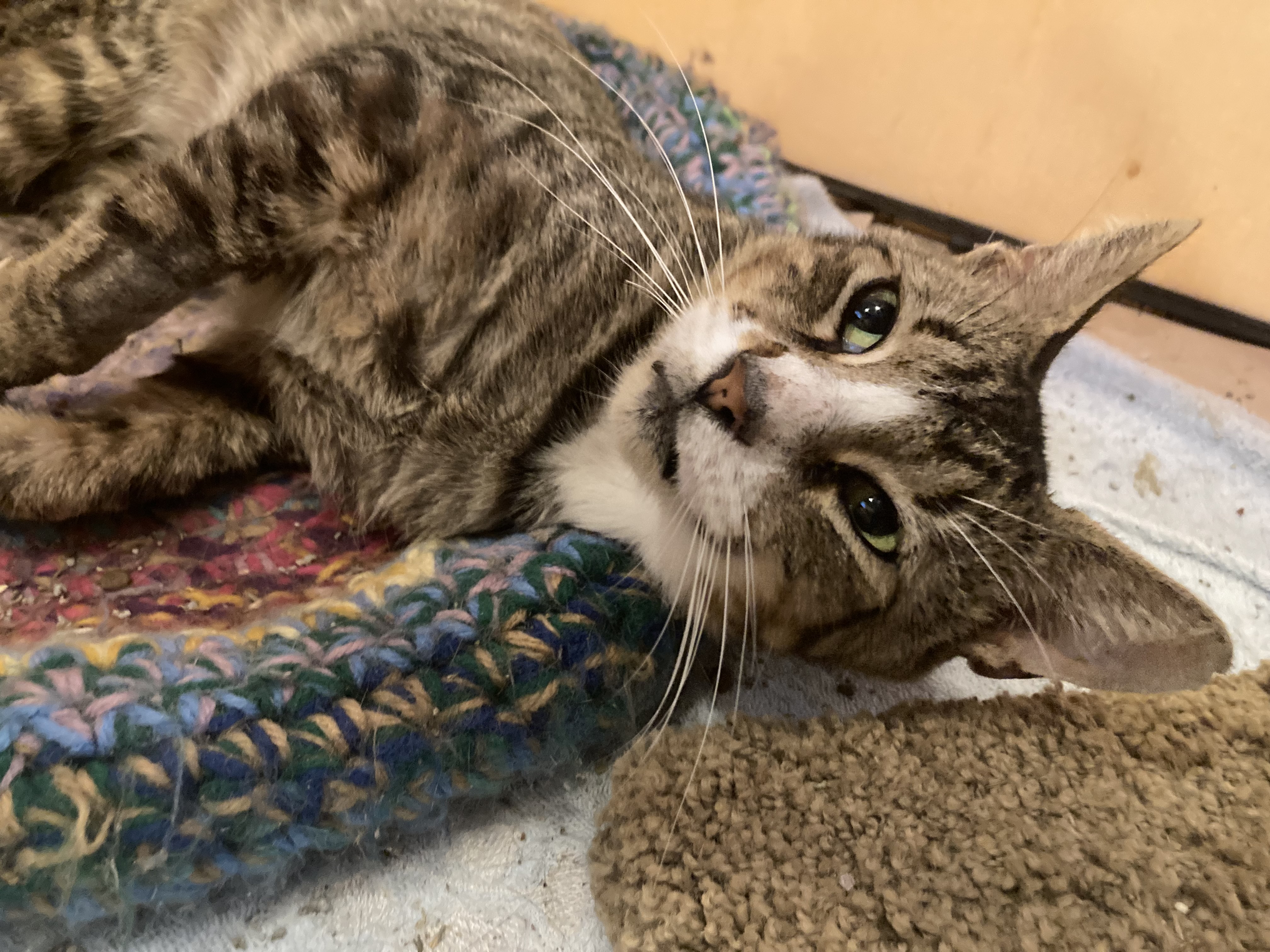 Cheech, Adult Male Domestic Short Hair