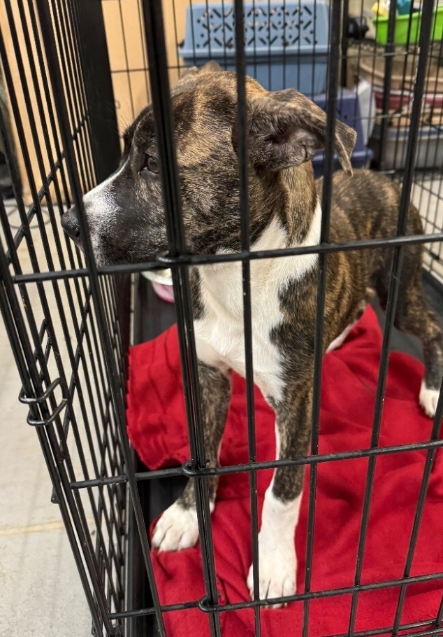 Maury tag 30, a Adopted Mixed Breed in Columbus, GA image 1/2