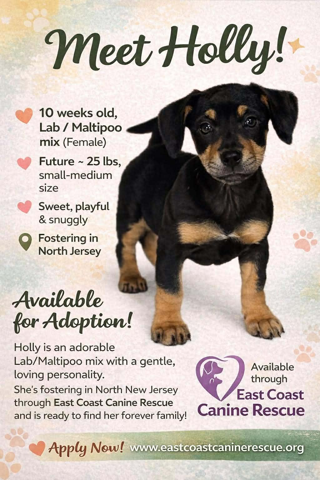 HOLLY, Adopted, Young Female Maltese & Labrador Retriever.