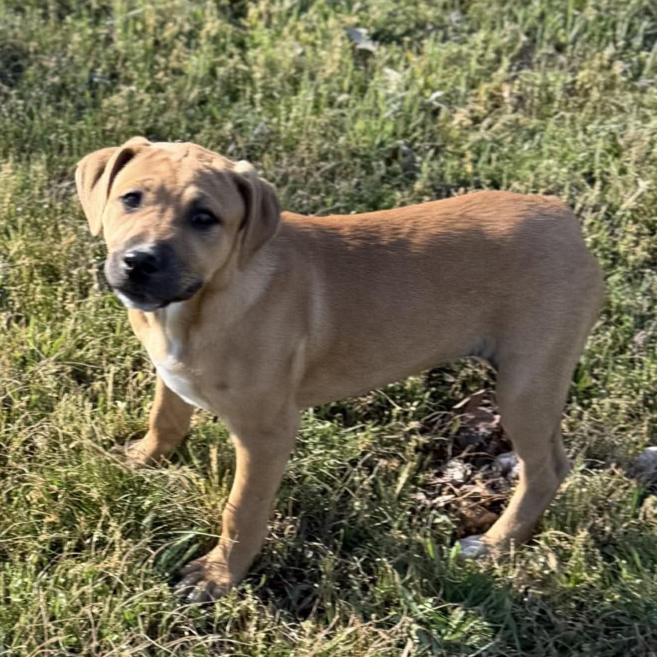 Janis, a ADOPTABLE Mixed Breed in Northwood, NH image 2/3