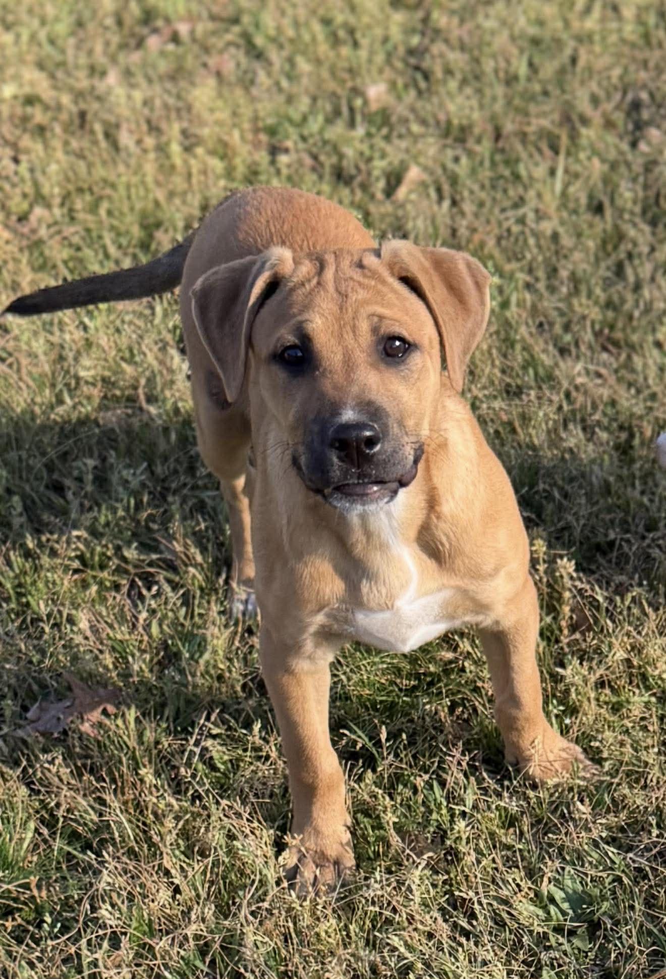 Janis, a ADOPTABLE Mixed Breed in Northwood, NH image 1/3