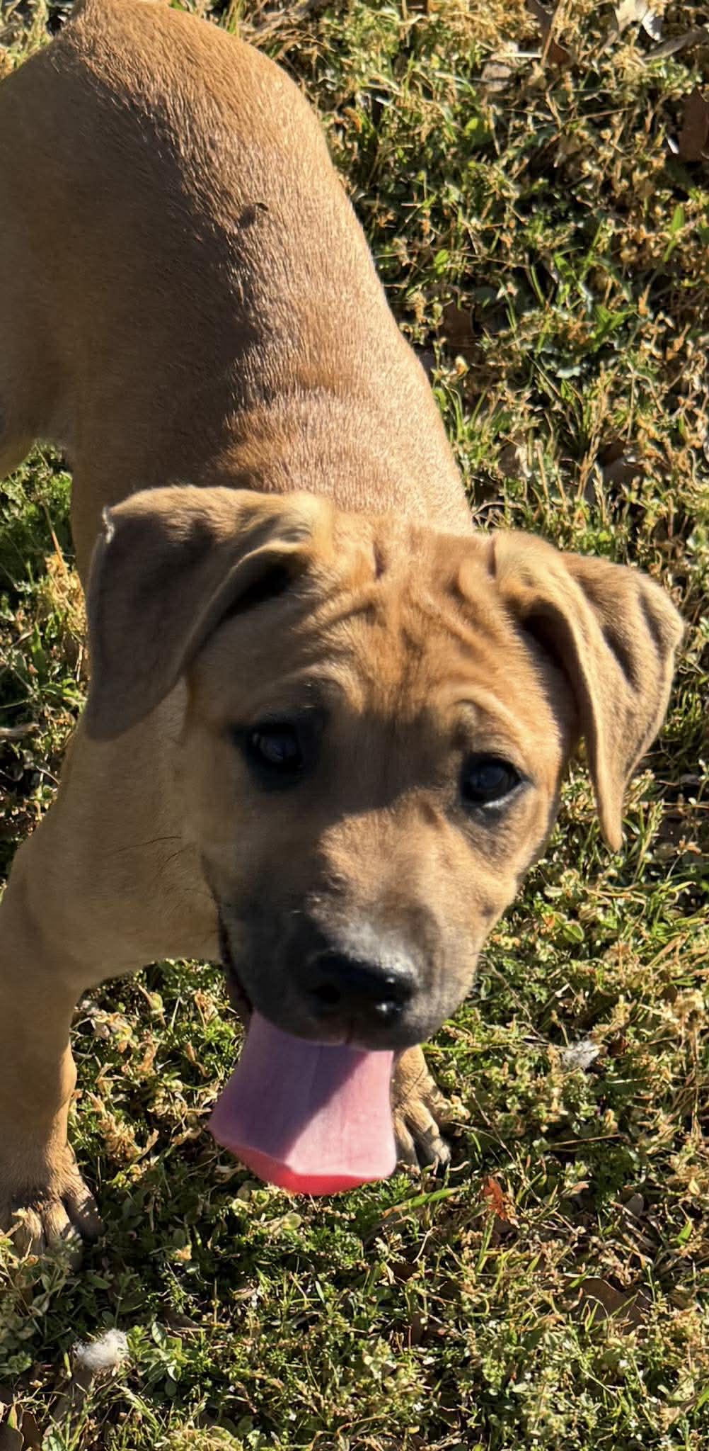 Janis, a ADOPTABLE Mixed Breed in Northwood, NH image 3/3