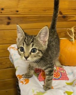 Oregano, Adopted, Kitten Male Tabby.