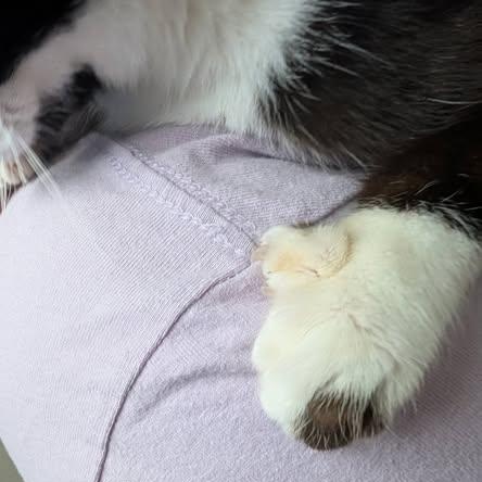 Tootsie - Hemingway Cat!, Adoptable, Young Female Domestic Short Hair.