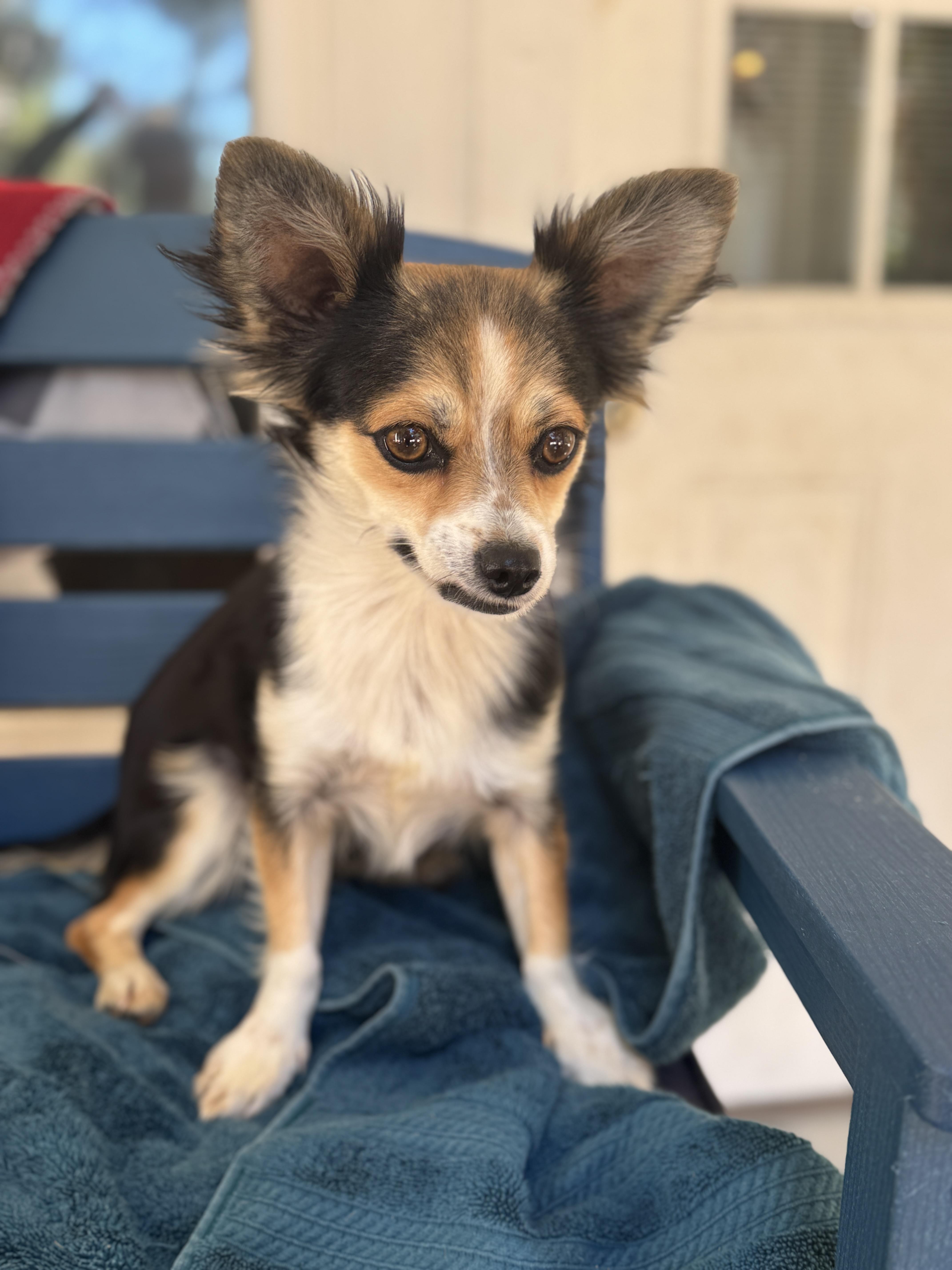 Millie, an adoptable Papillon, Chihuahua in Navarre, FL, 32566 | Photo Image 3