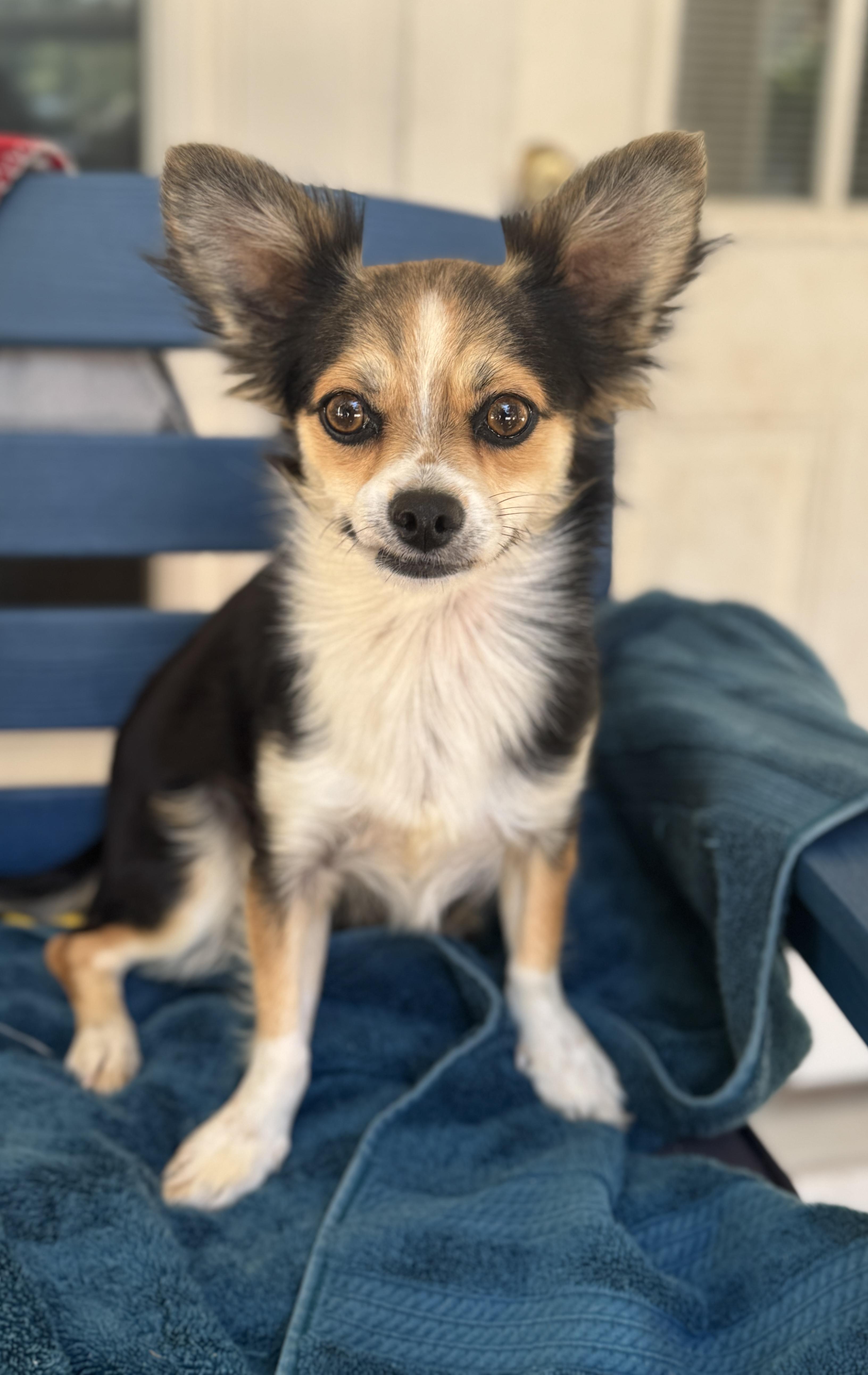 Millie, an adoptable Papillon, Chihuahua in Navarre, FL, 32566 | Photo Image 1