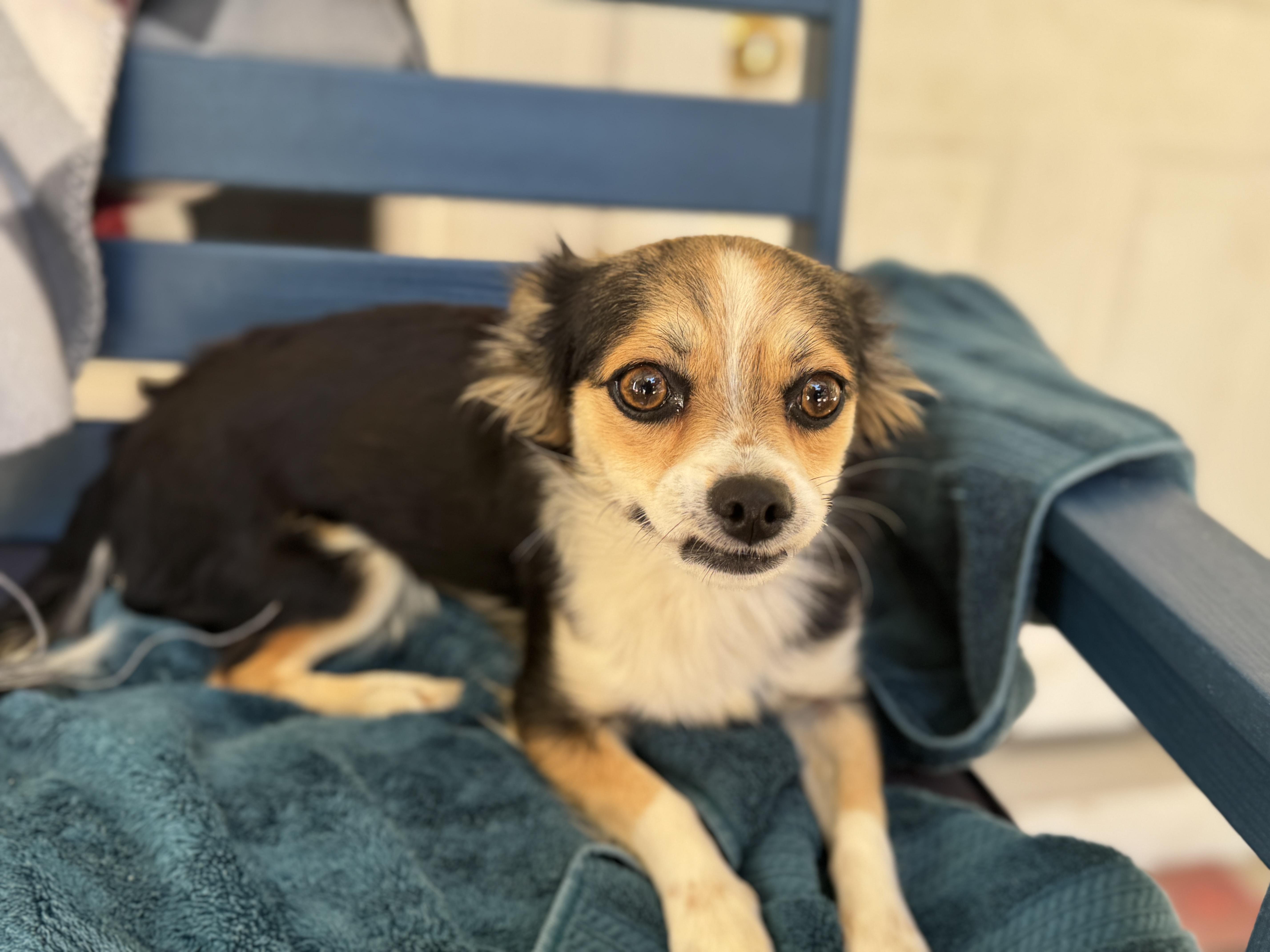 Millie, an adoptable Papillon, Chihuahua in Navarre, FL, 32566 | Photo Image 4