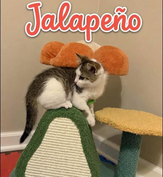 Enlarge Jalapeno, a Adoptable Calico in Westland, MI image 2/4