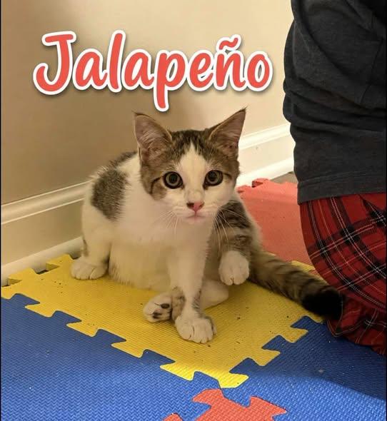 Enlarge Jalapeno, a Adoptable Calico in Westland, MI image 3/4