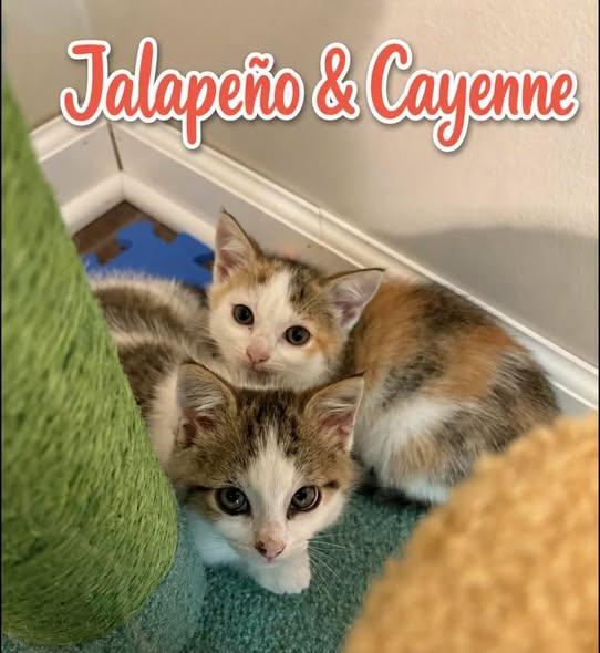 Enlarge Jalapeno, a Adoptable Calico in Westland, MI image 4/4