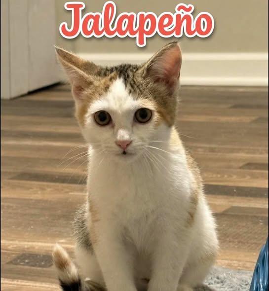 Enlarge Jalapeno, a Adoptable Calico in Westland, MI image 1/4