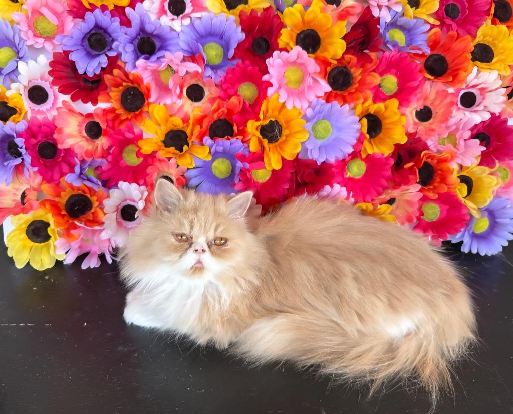 Carrot Cake, Adoptable, Young Female Persian.