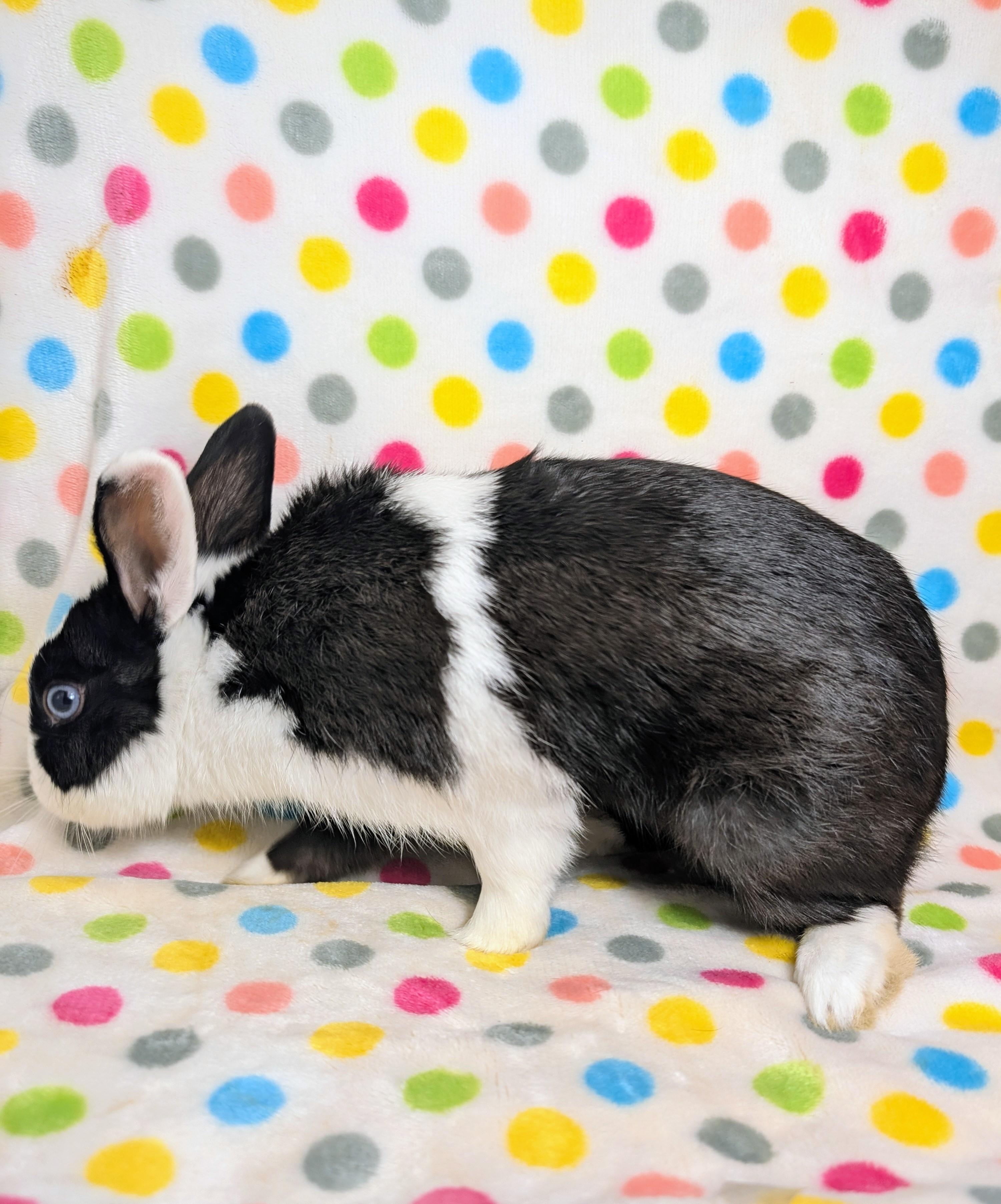 Enlarge Dommy, an adopted Dutch in Lake Elsinore, CA image 5/6