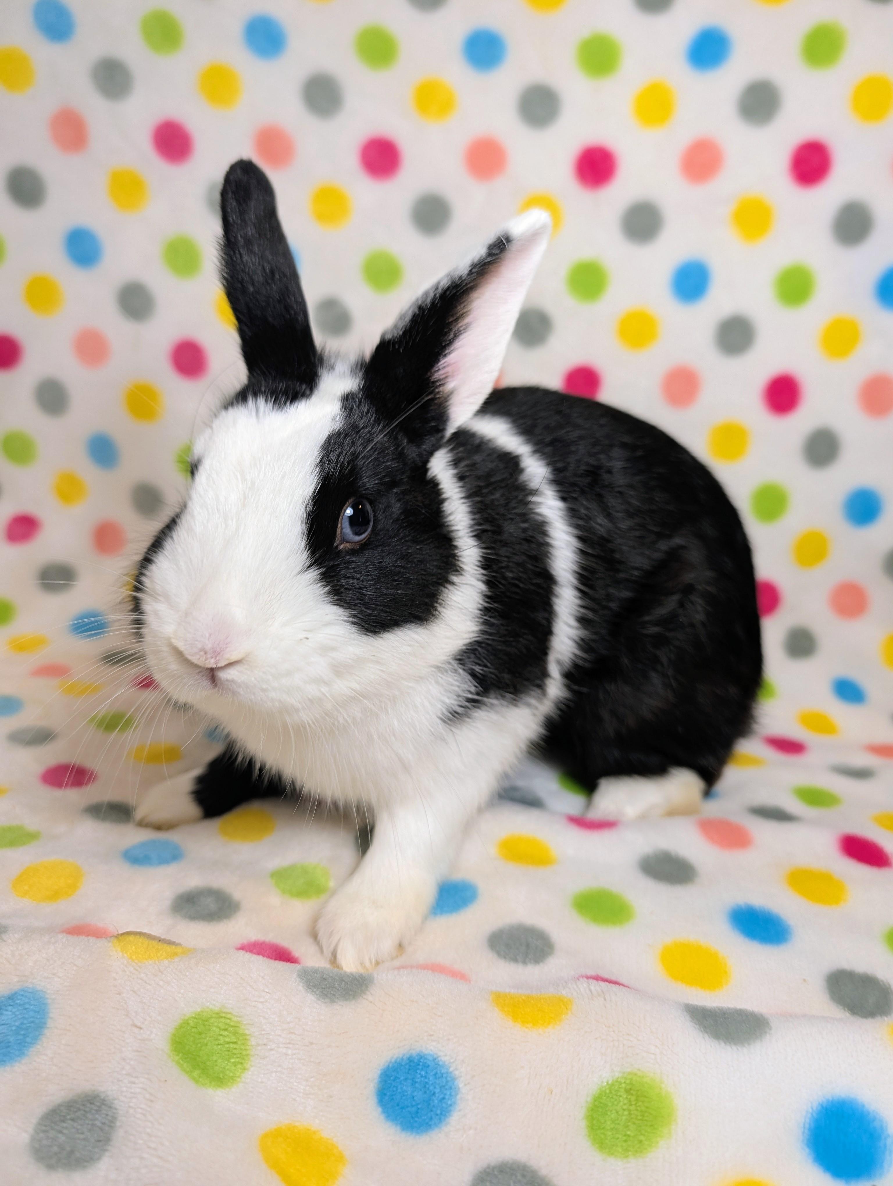 Enlarge Dommy, an adopted Dutch in Lake Elsinore, CA image 1/6