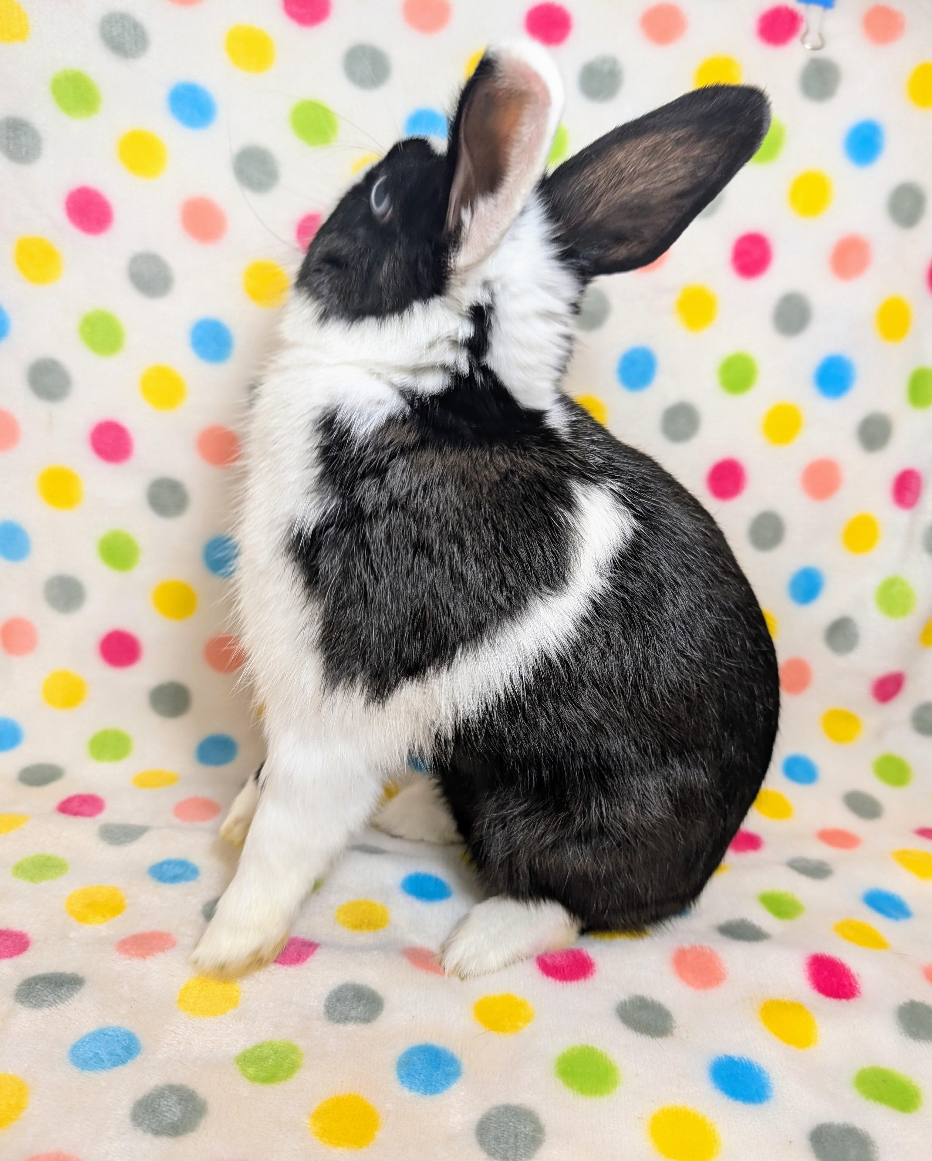 Enlarge Dommy, an adopted Dutch in Lake Elsinore, CA image 6/6