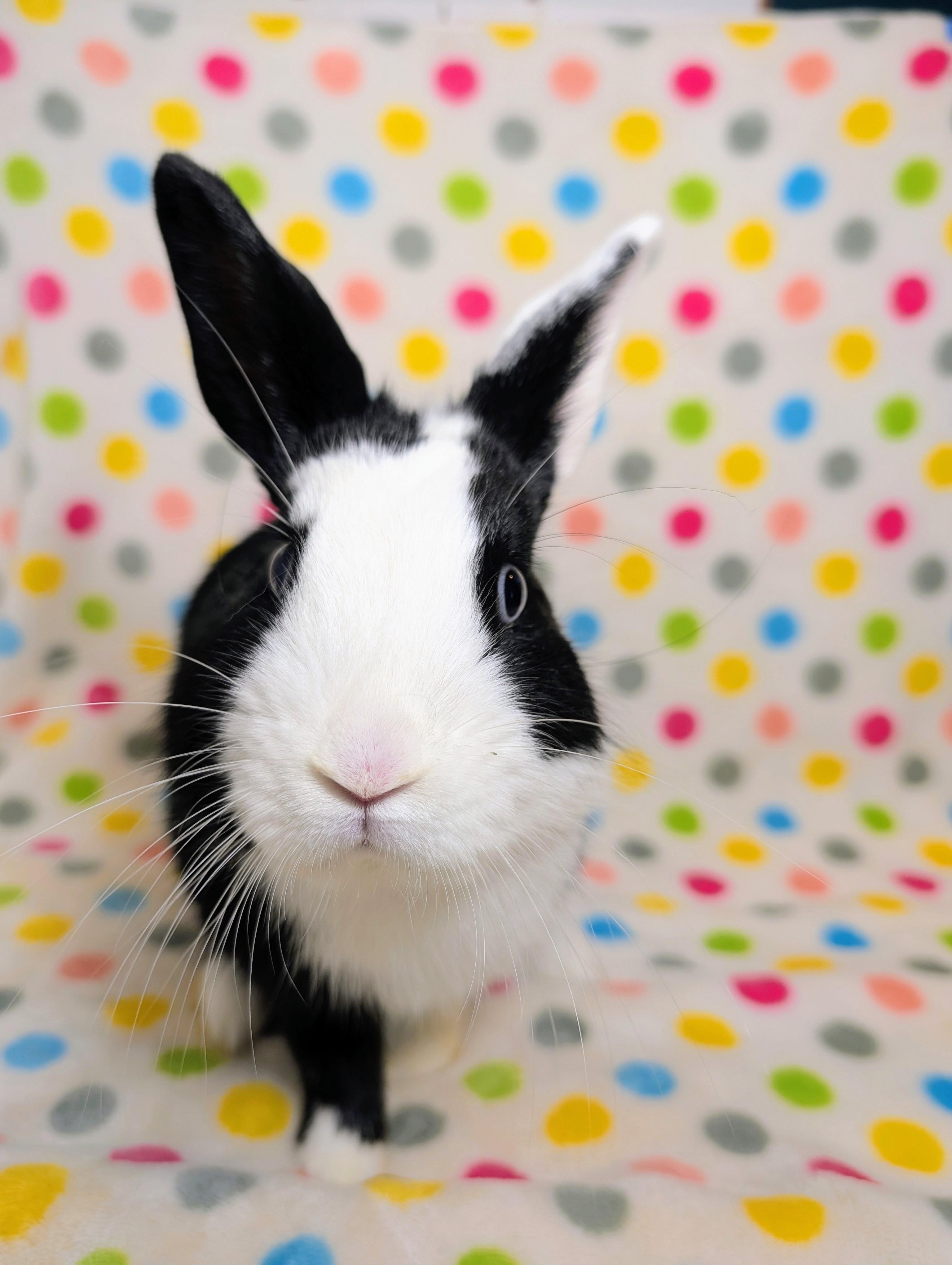 Enlarge Dommy, an adopted Dutch in Lake Elsinore, CA image 2/6