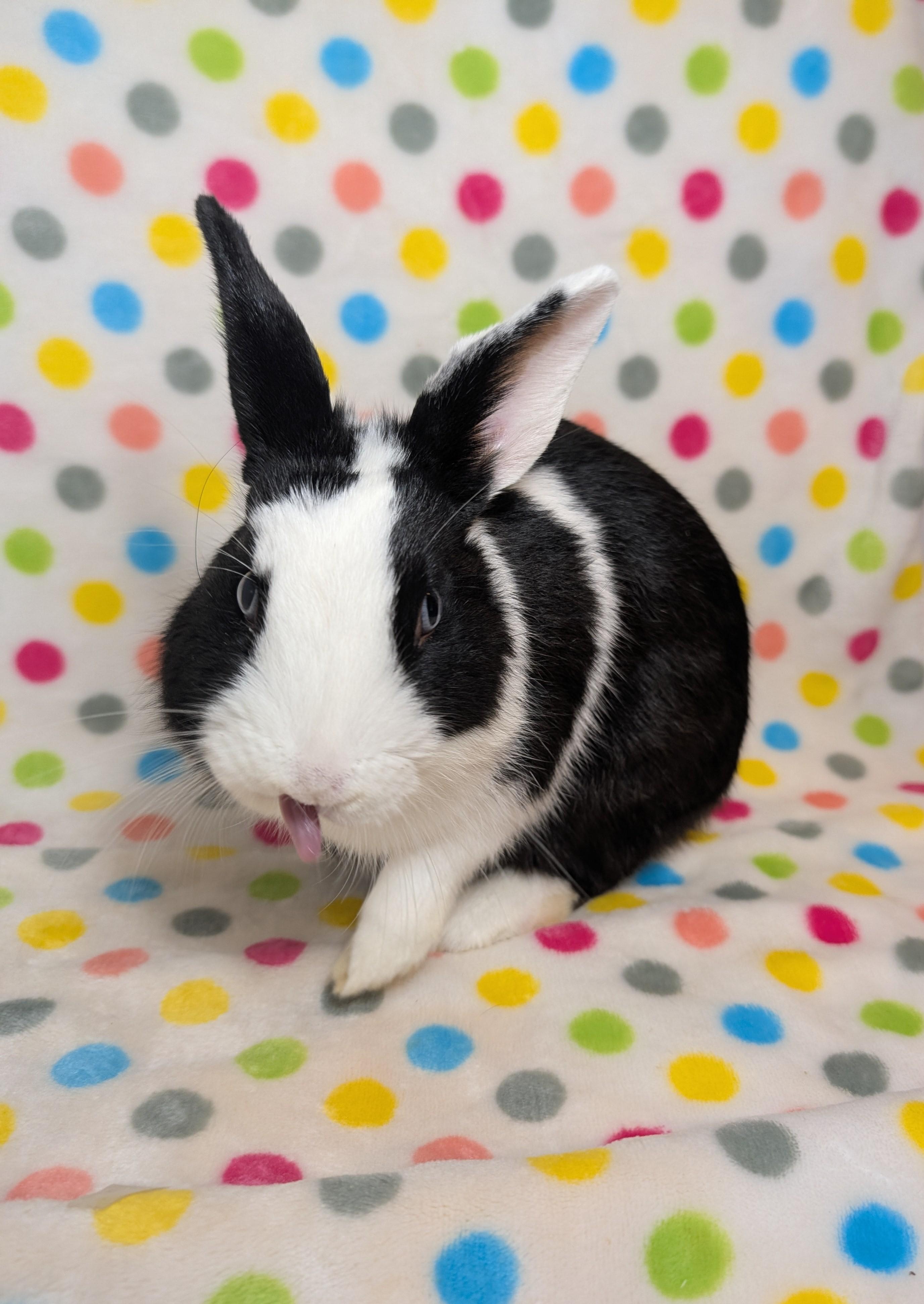 Enlarge Dommy, an adopted Dutch in Lake Elsinore, CA image 3/6