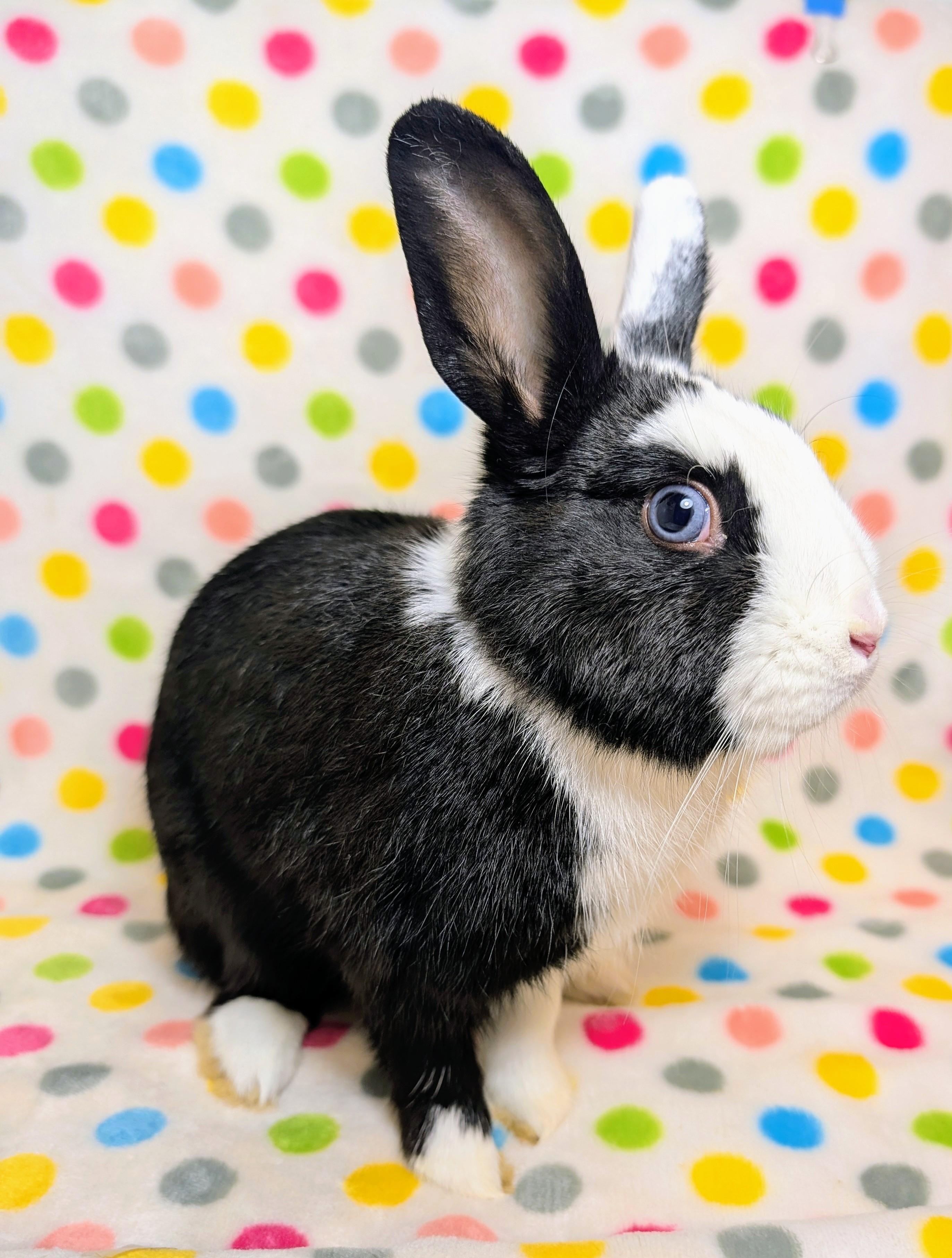 Enlarge Dommy, an adopted Dutch in Lake Elsinore, CA image 4/6