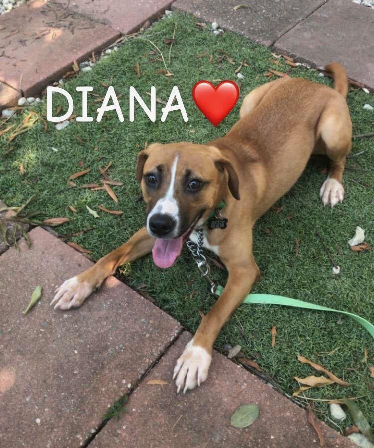 Diana, a Adoptable mixed breed in Lexington, SC image 2/2
