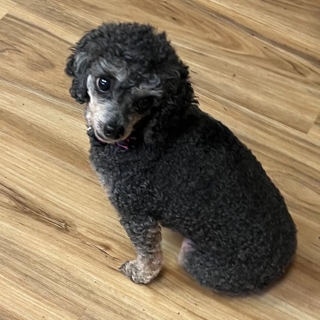 Collette, Adopted, Senior Female Poodle.