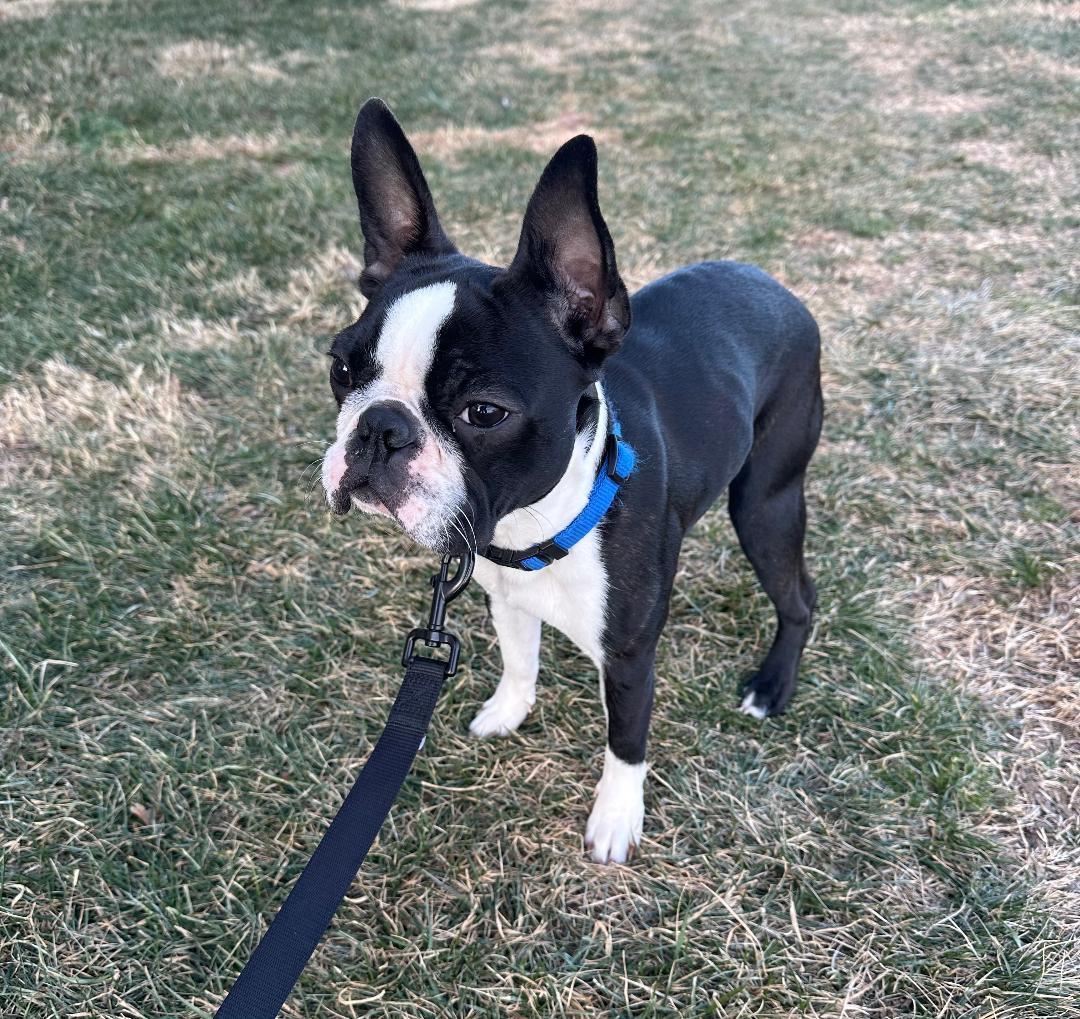 Enlarge Harley in MO, a ADOPTABLE Boston Terrier in Springfield, MO image 2/4