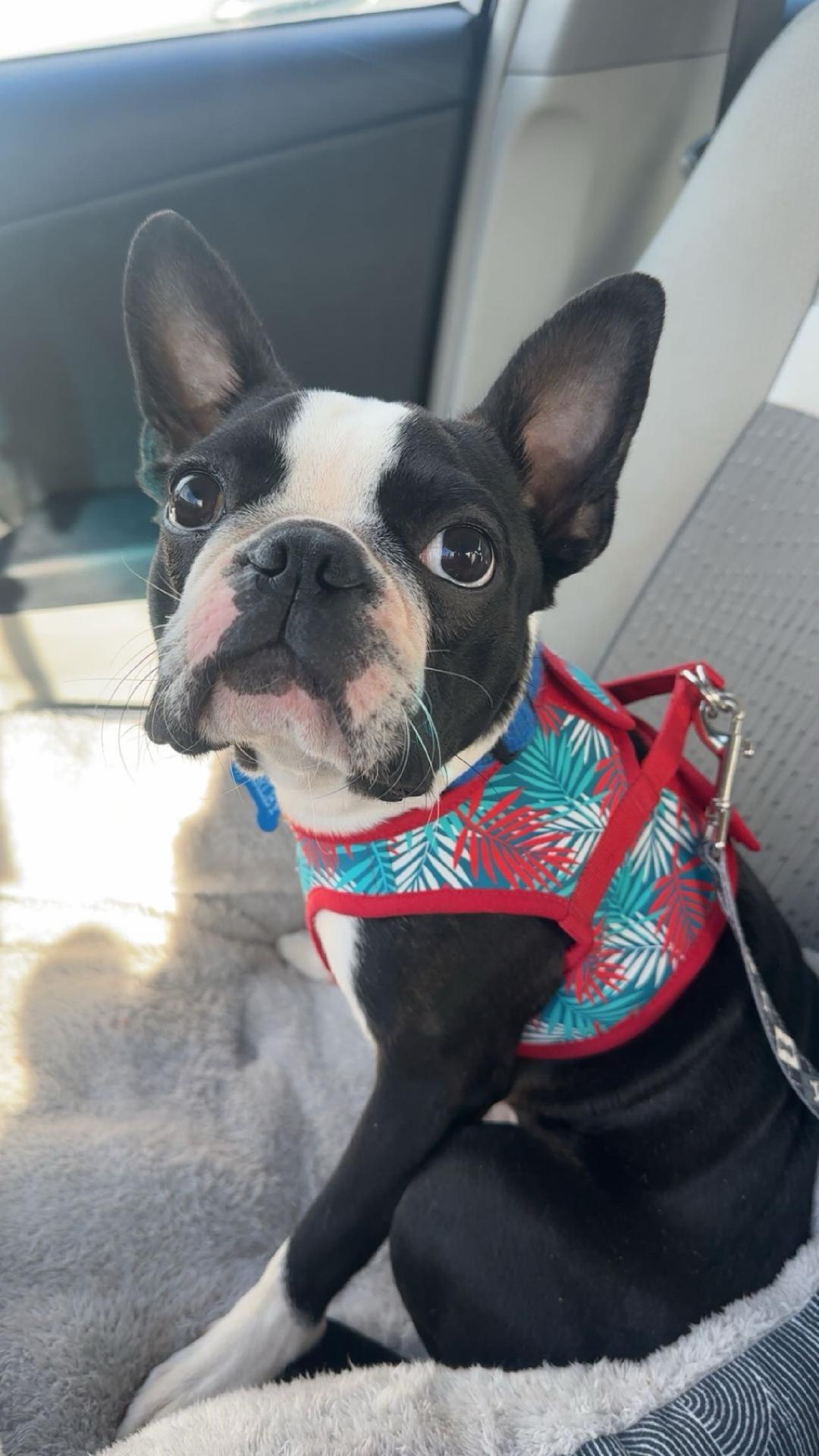 Enlarge Harley in MO, a ADOPTABLE Boston Terrier in Springfield, MO image 3/4