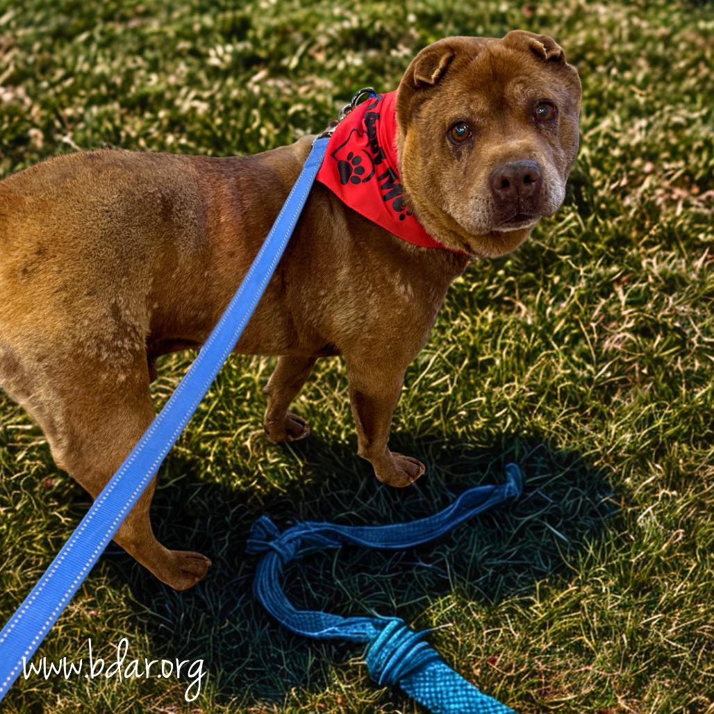 Koko, a Adoptable Shar-Pei in Cheyenne, WY image 3/5