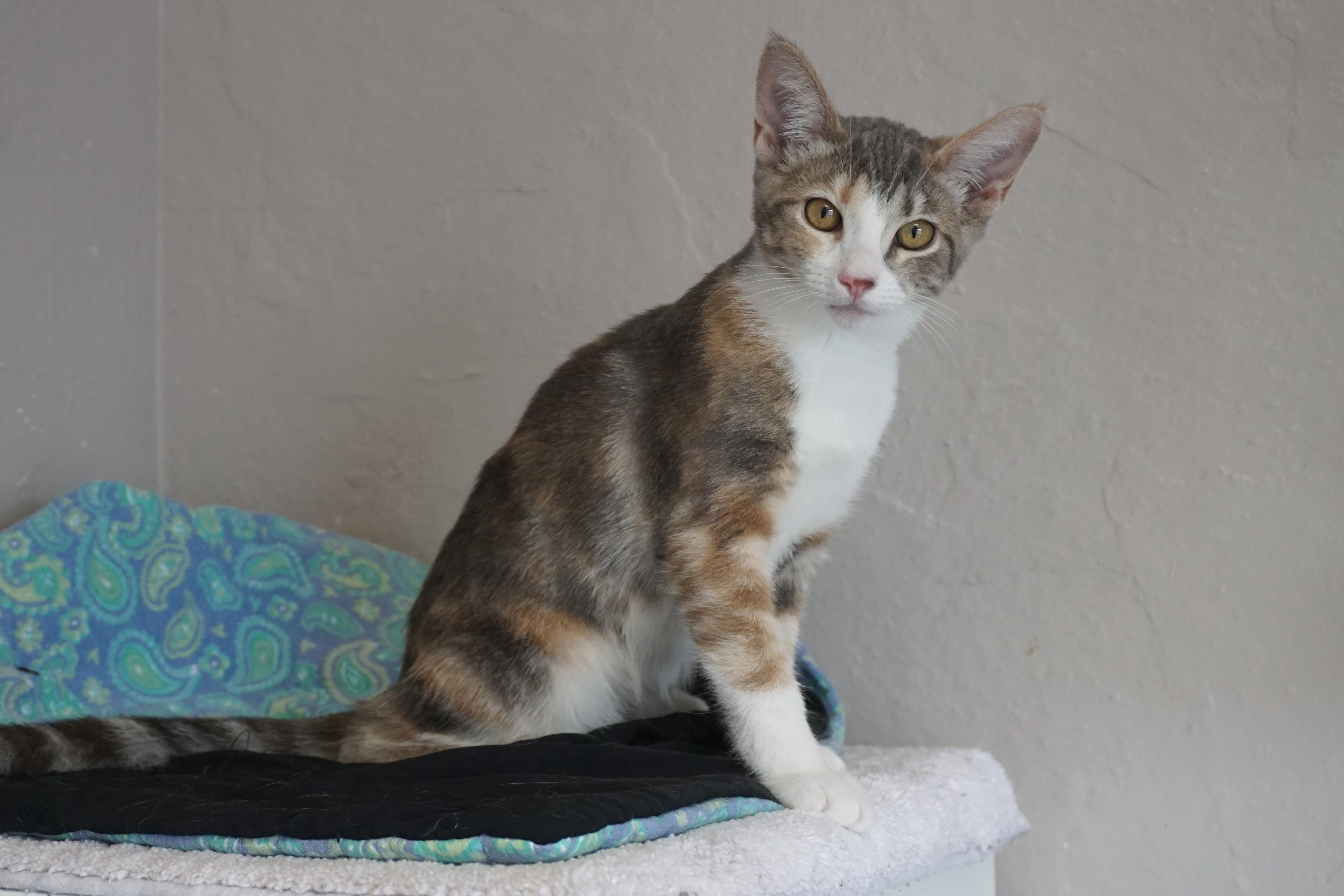 Enlarge Koe, a ADOPTABLE Domestic Short Hair in Fountain Hills, AZ image 2/5