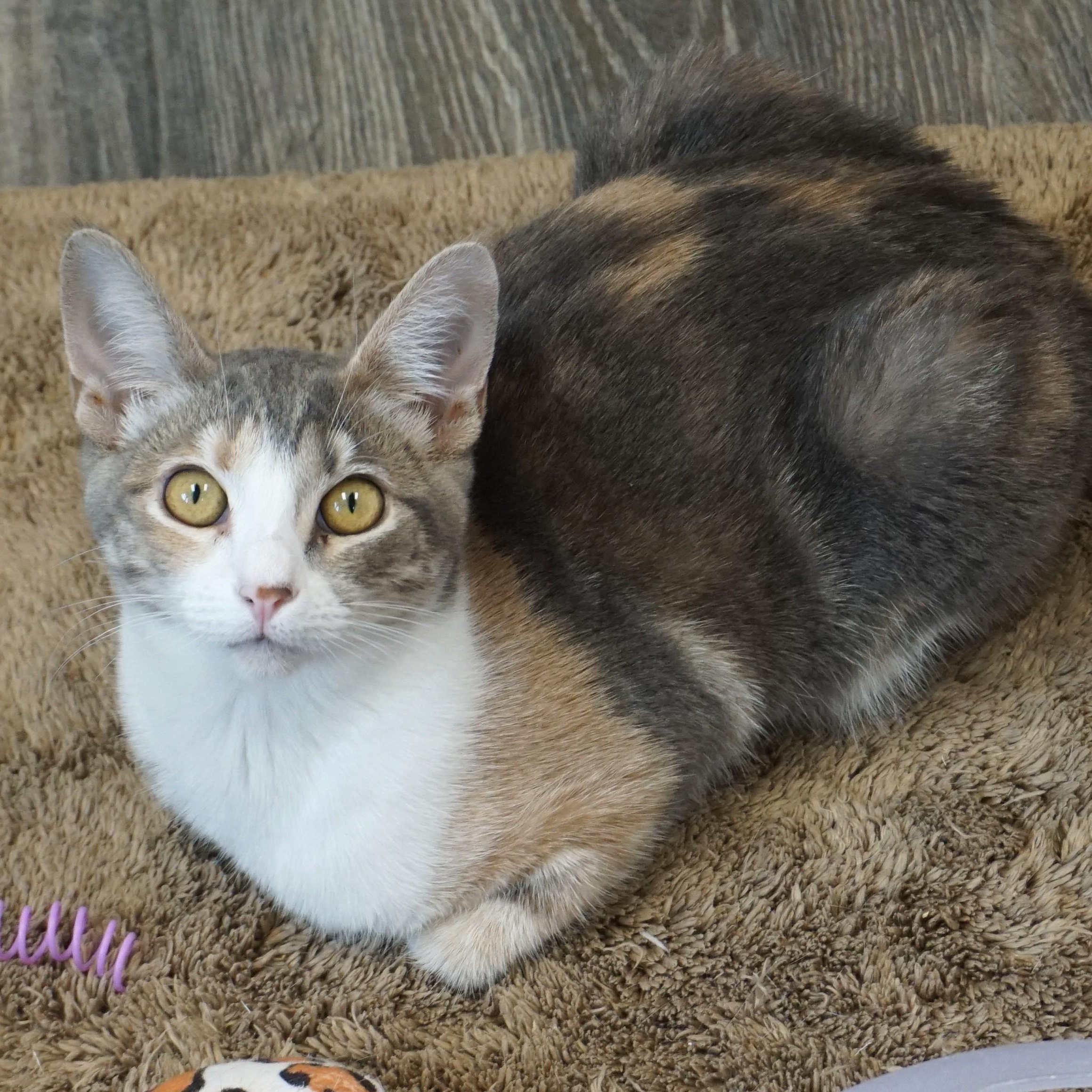 Koe, ADOPTABLE, Kitten Female Domestic Short Hair.