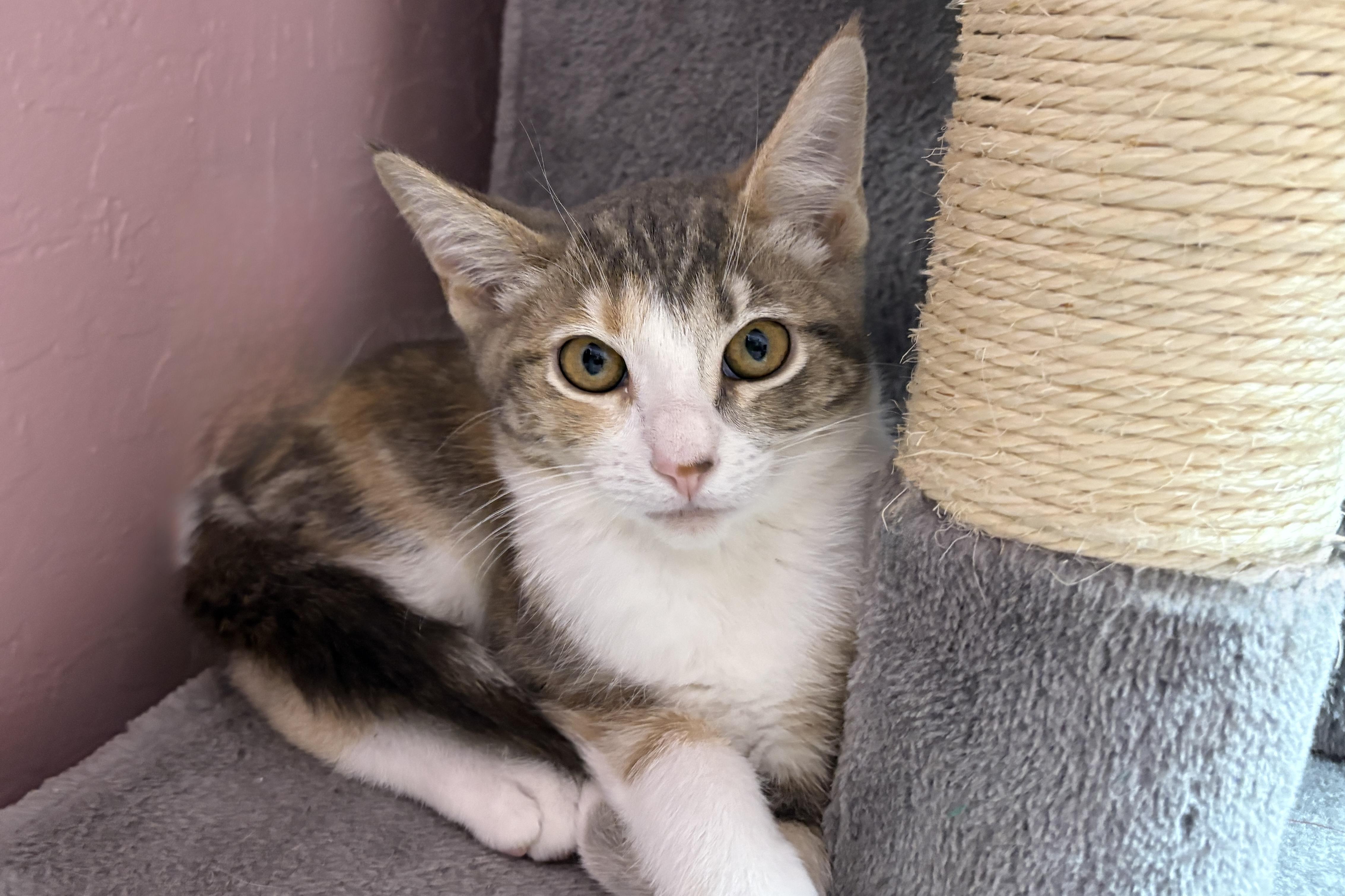 Enlarge Koe, a ADOPTABLE Domestic Short Hair in Fountain Hills, AZ image 5/5