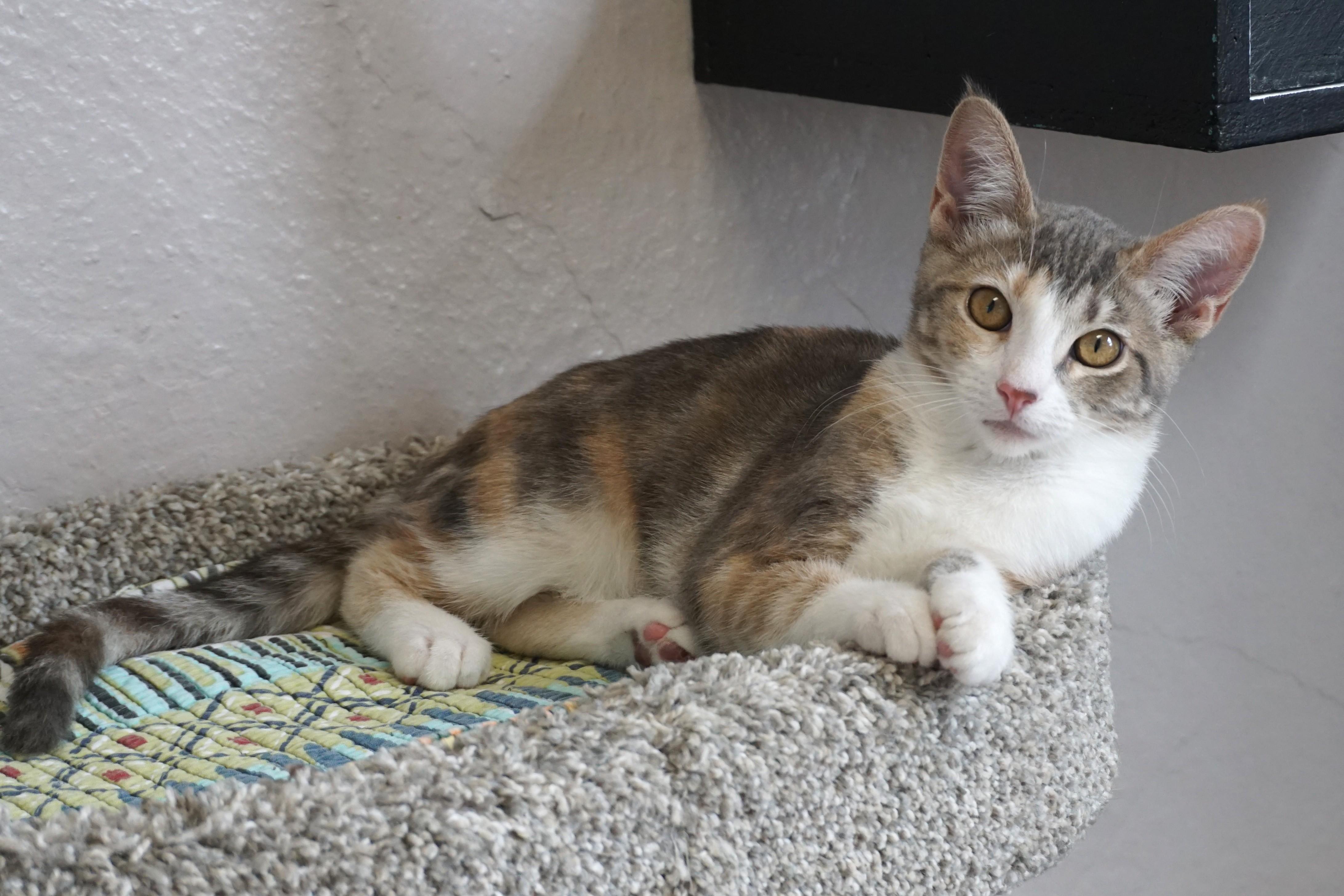 Enlarge Koe, a ADOPTABLE Domestic Short Hair in Fountain Hills, AZ image 3/5
