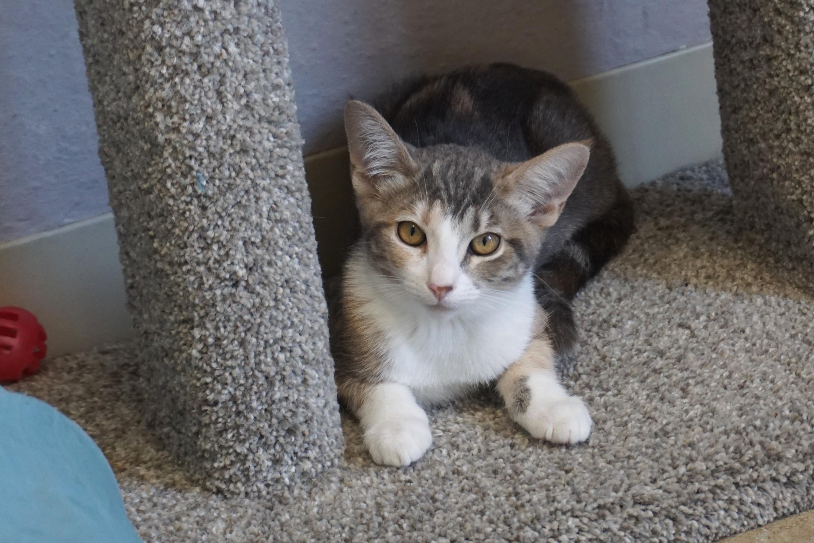 Enlarge Koe, a ADOPTABLE Domestic Short Hair in Fountain Hills, AZ image 4/5