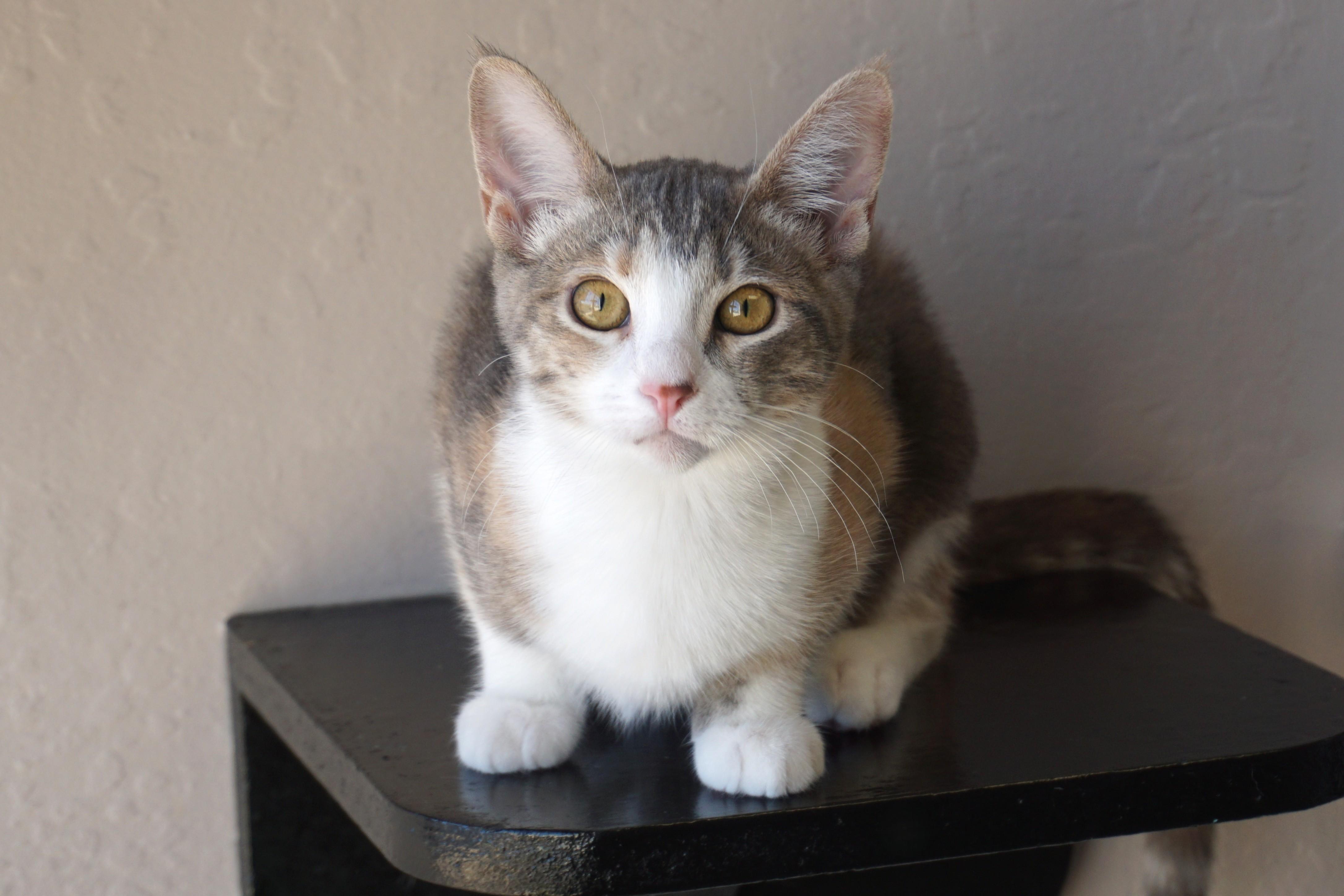 Koe, ADOPTABLE, Kitten Female Domestic Short Hair.