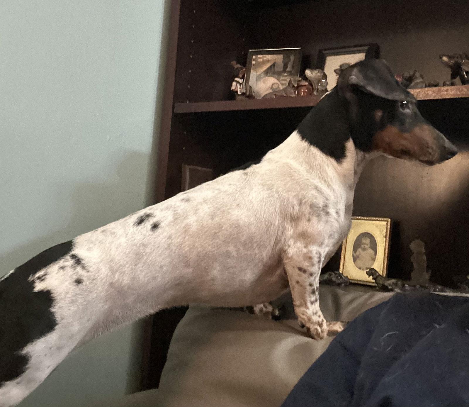 Cannoli, Adoptable, Adult Female Dachshund.