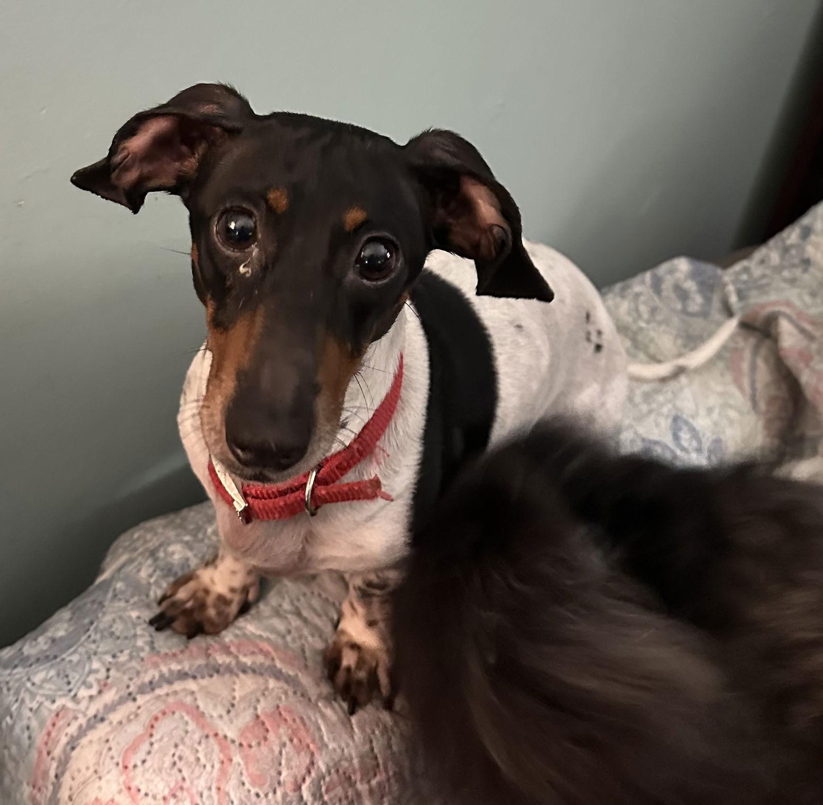 Enlarge Cannoli, a Adoptable Dachshund in Pearland, TX image 2/3