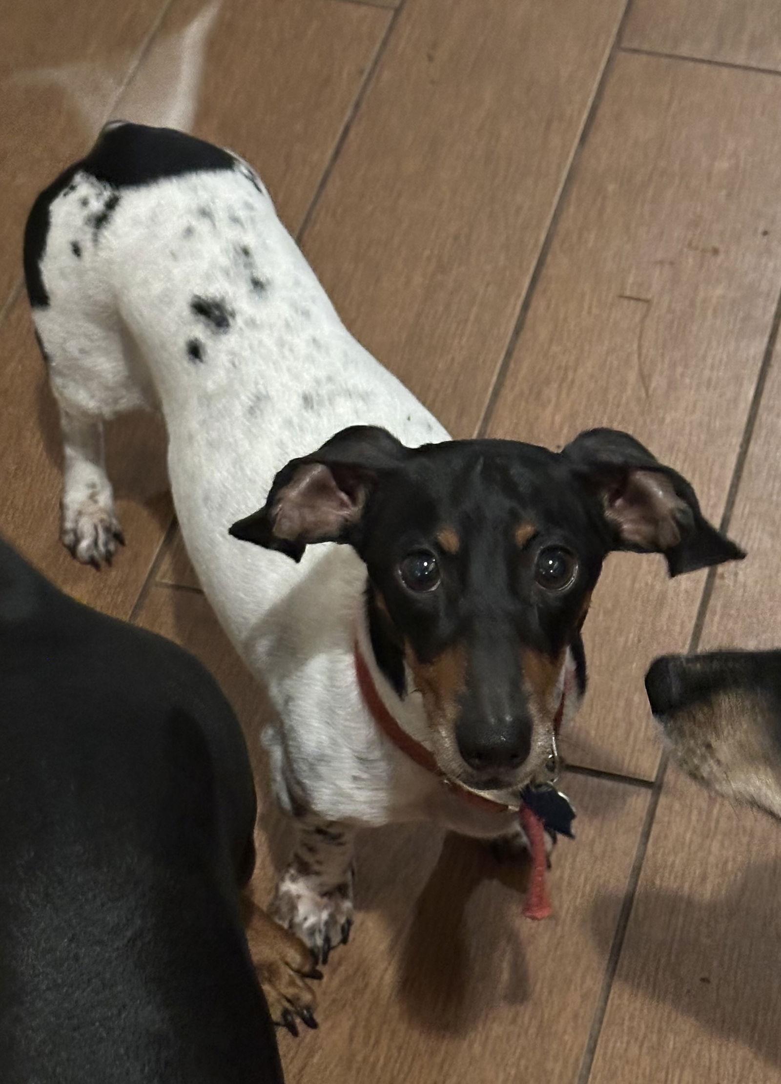 Enlarge Cannoli, a Adoptable Dachshund in Pearland, TX image 3/3