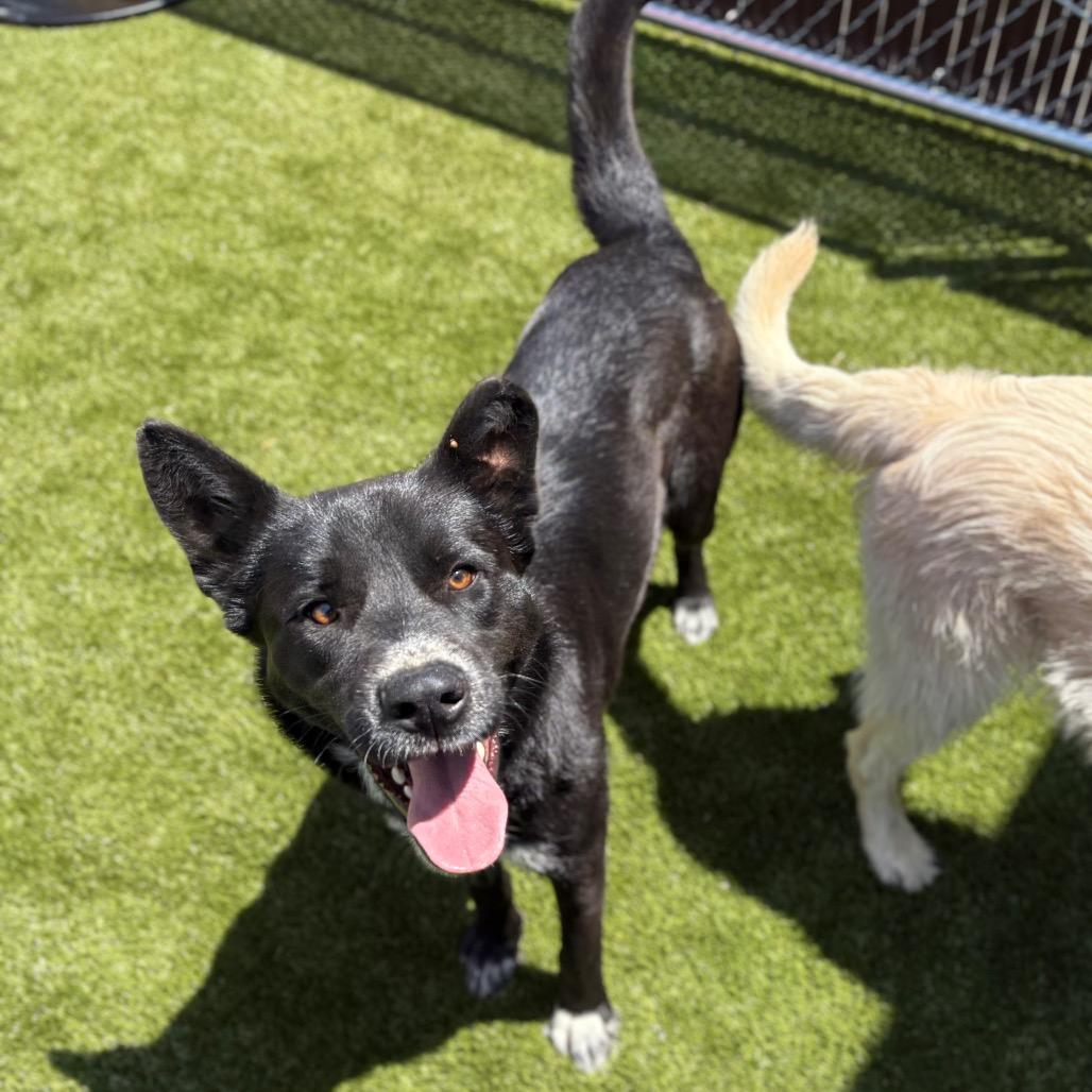 Mallo Cup, Adoptable, Adult Male Shepherd & Husky.