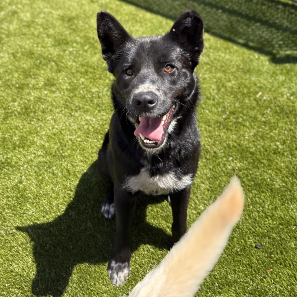 Mallo Cup, a Adoptable mixed breed in Morganton, NC image 2/5