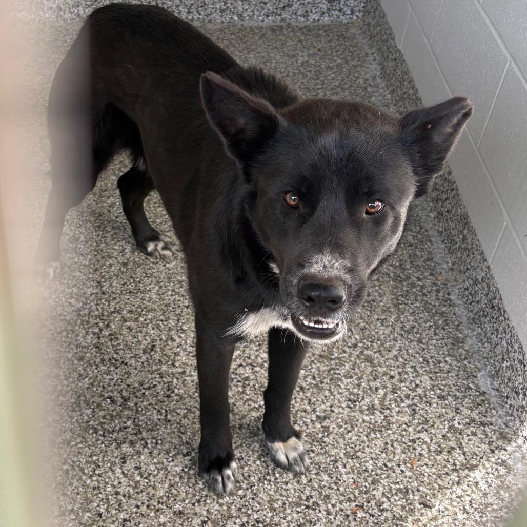 Mallo Cup, a Adoptable mixed breed in Morganton, NC image 3/5
