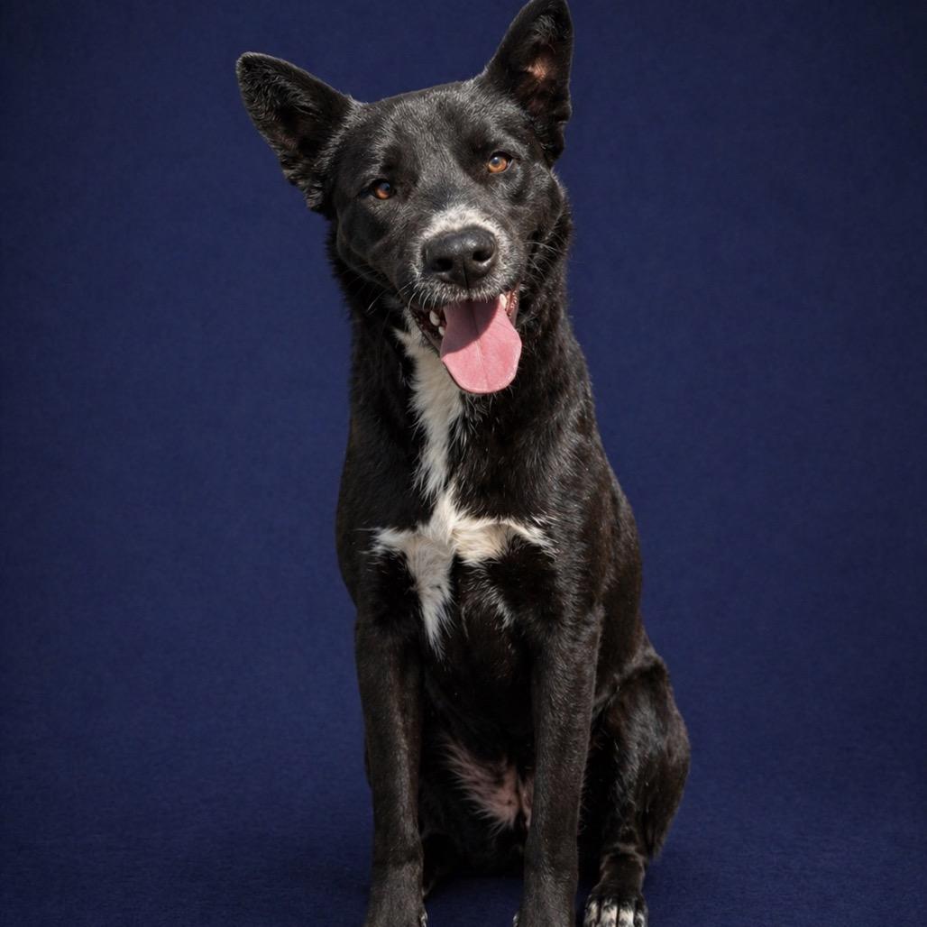 Mallo Cup, a Adoptable mixed breed in Morganton, NC image 4/5