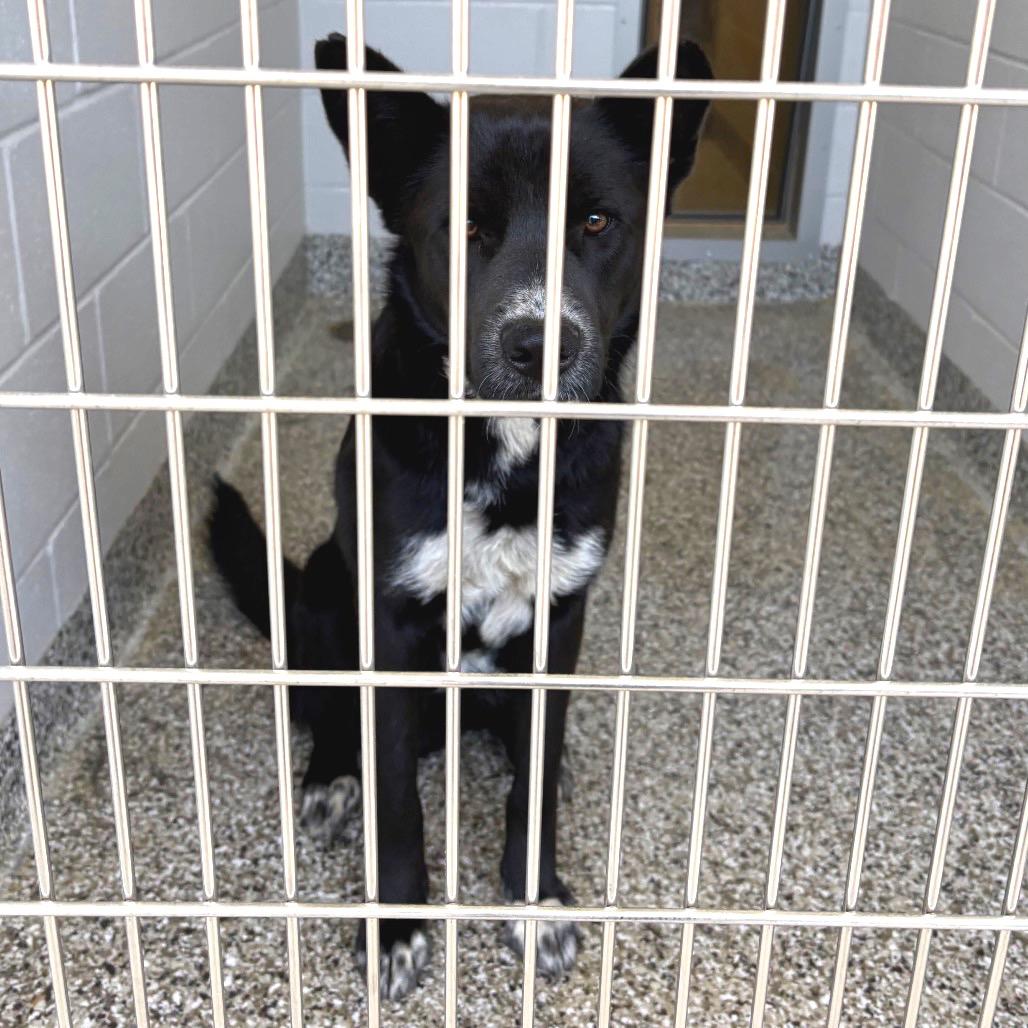 Mallo Cup, a Adoptable mixed breed in Morganton, NC image 5/5