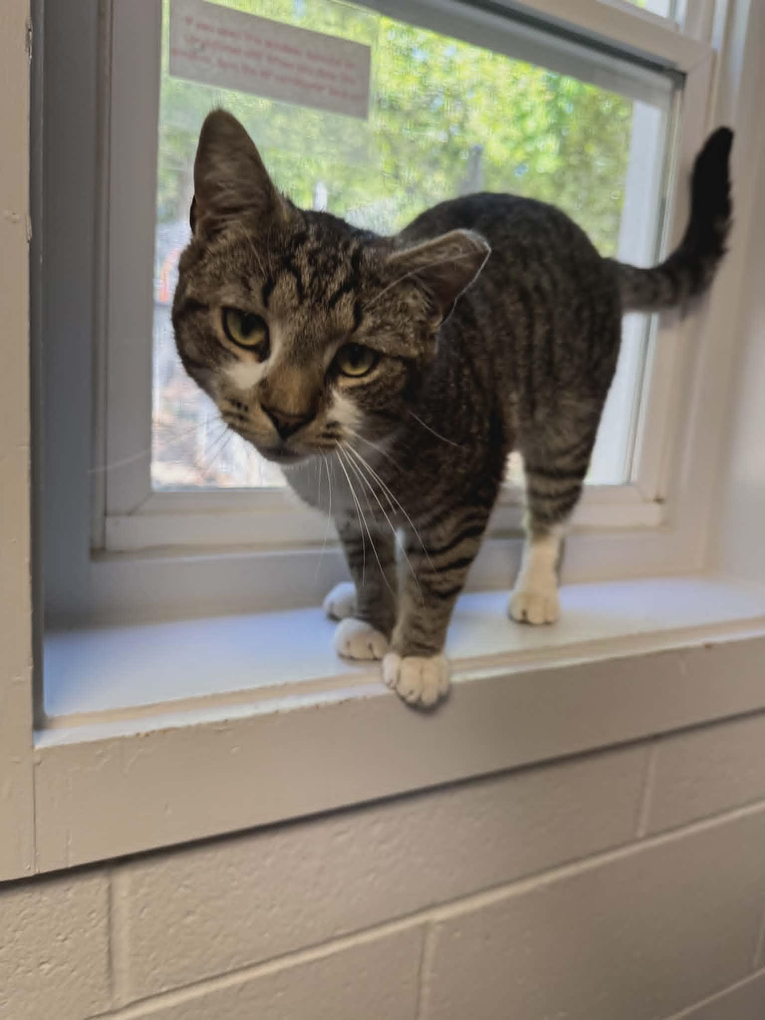 Beau, adopted, Young Male Domestic Short Hair.