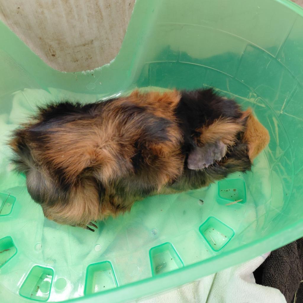 Mikey, Adoptable, Adult Male Guinea Pig.