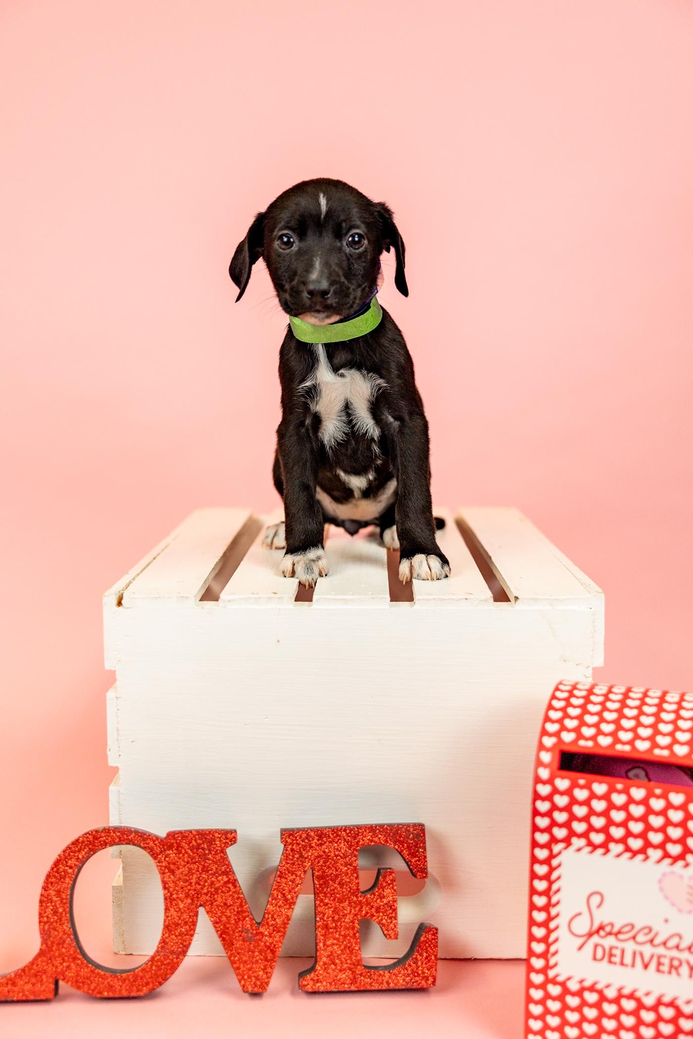 91-26, ADOPTABLE, Young Female Pit Bull Terrier.