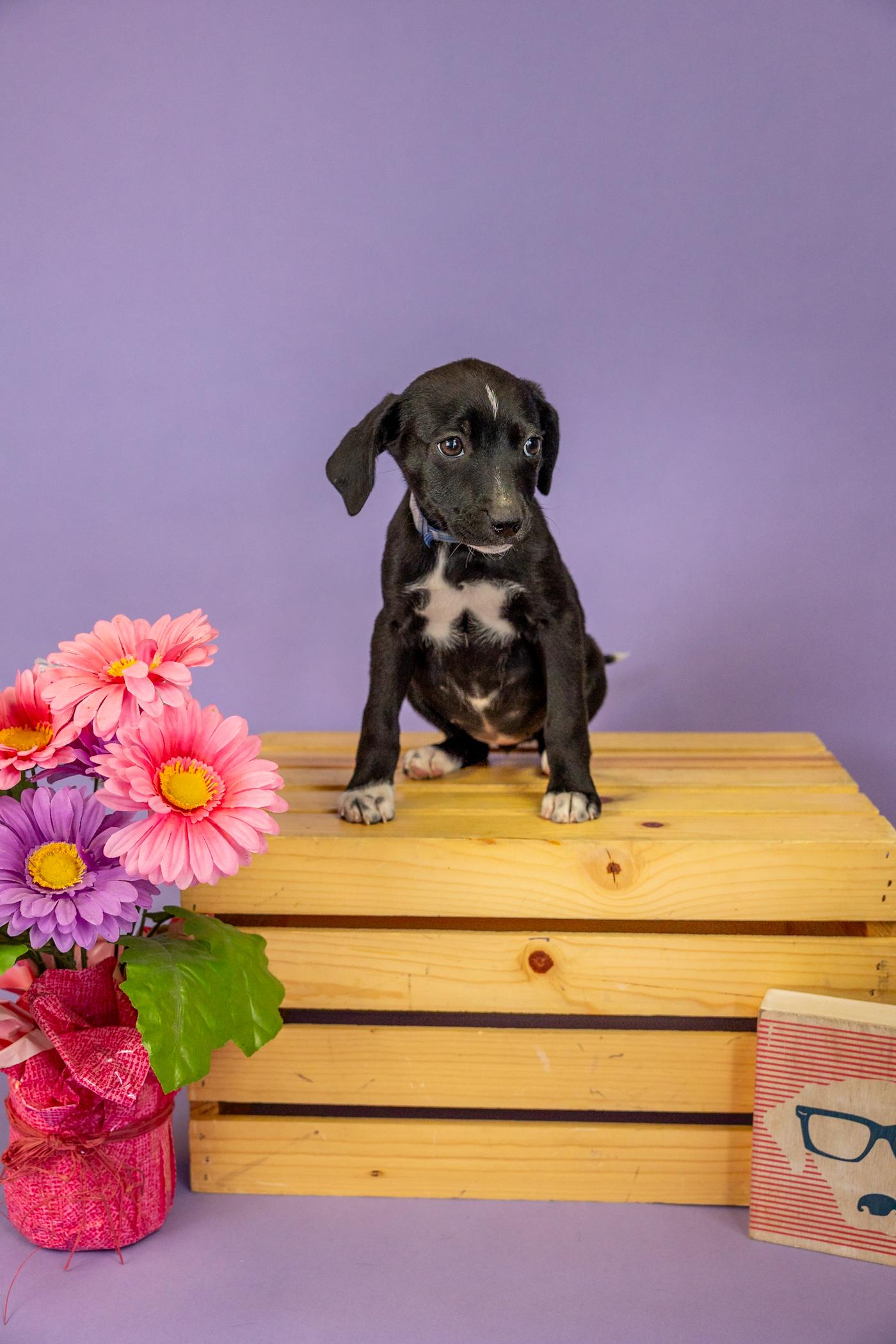 91-26, ADOPTABLE, Young Female Pit Bull Terrier.