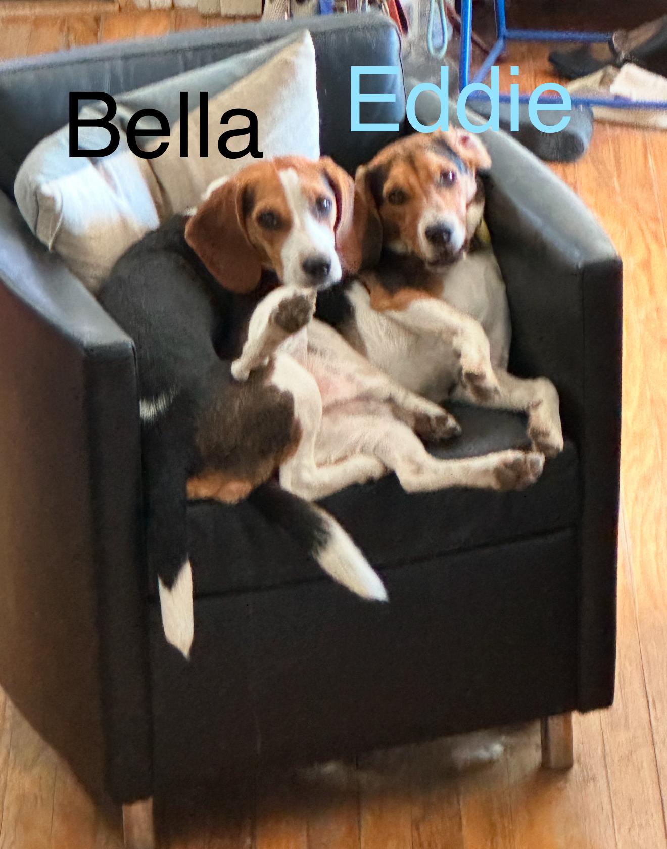 Bella (Dot) and Eddie photo 3